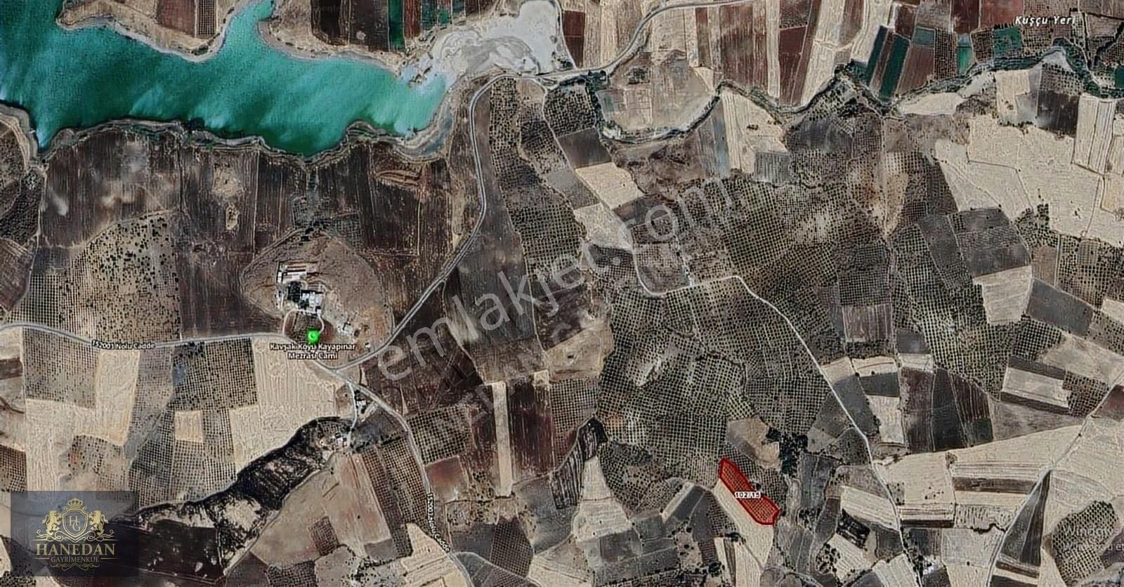 Hanedan Gyo'dan Kuşçuda Satılık Yetişkin Zeytinlik - Görsel 2