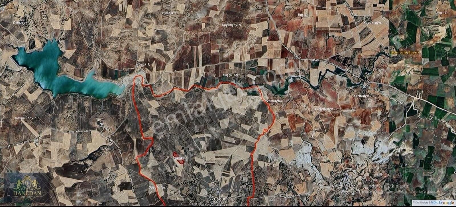 Hanedan Gyo'dan Kuşçuda Satılık Yetişkin Zeytinlik - Görsel 3