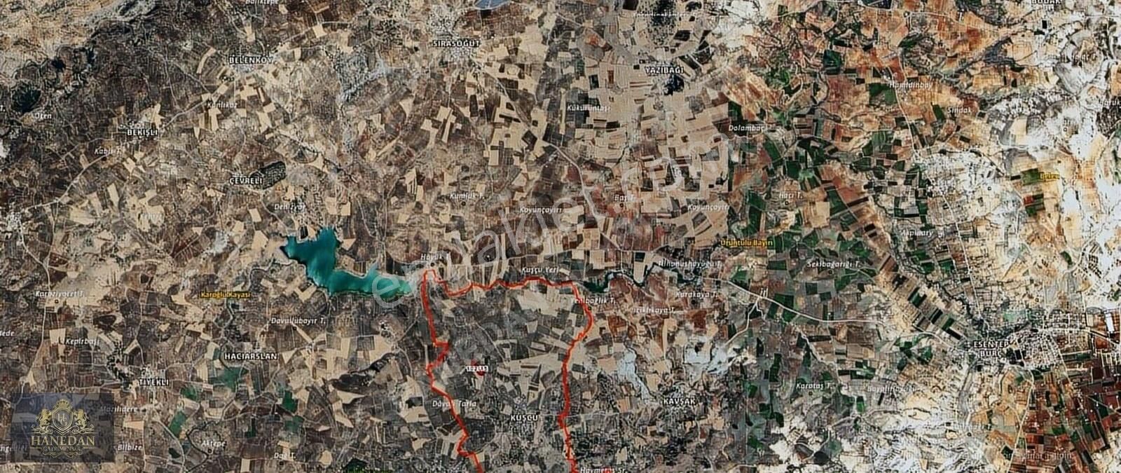 Hanedan Gyo'dan Kuşçuda Satılık Yetişkin Zeytinlik - Görsel 4