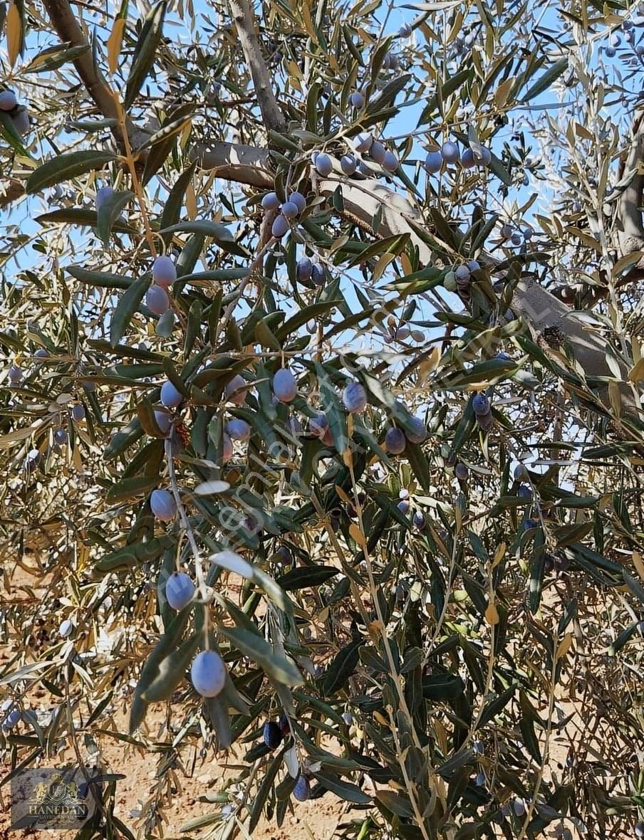Hanedan Gyo'dan Kuşçuda Satılık Yetişkin Zeytinlik - Görsel 5