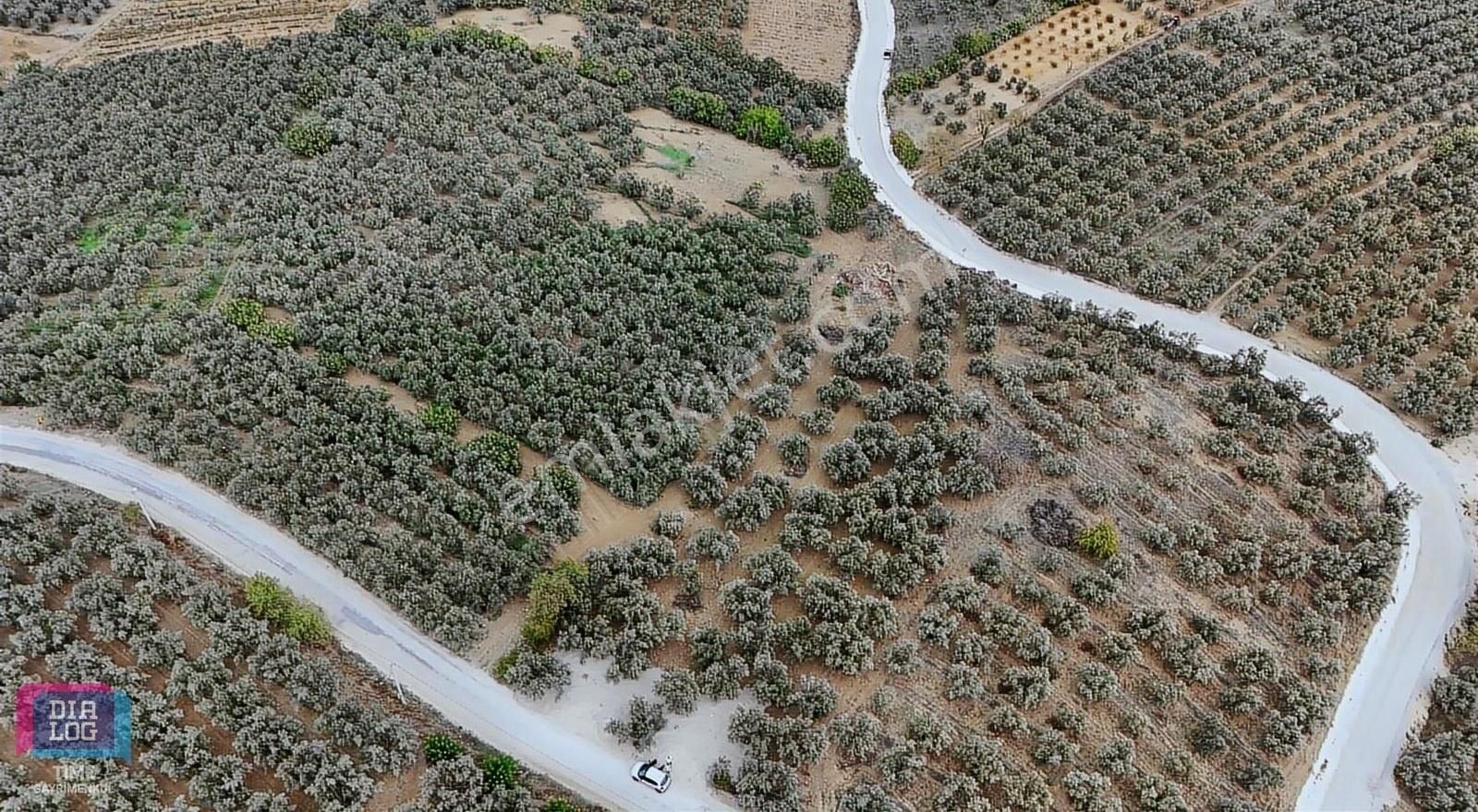 Mudanya Mürsel Satılık Tarla MÜRSEL'DE ÇİFT KADASTRO YOLUNA CEPHE 1/5000'lik PLANDA ARAZİ