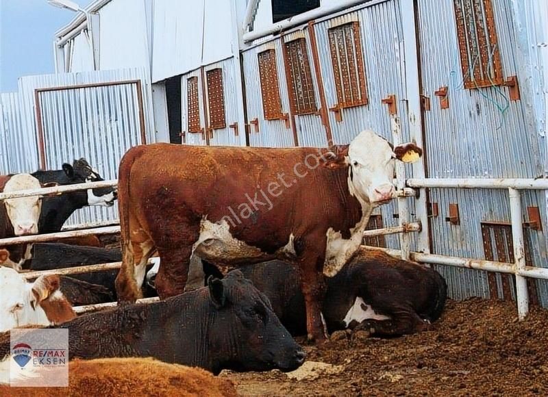 Söğütlü Akçakamış Satılık Tarla Sakarya Söğütlü Ruhsatlı 40 Dönüm İçinde Besi Çiftliği