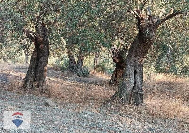 Bayındır Çenikler'de Müstakil Tapulu Satılık Zeytinlik - Görsel 4