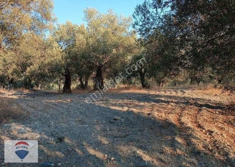 Bayındır Çenikler'de Müstakil Tapulu Satılık Zeytinlik - Görsel 2