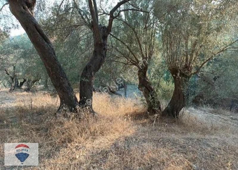 Bayındır Çenikler'de Müstakil Tapulu Satılık Zeytinlik - Görsel 3