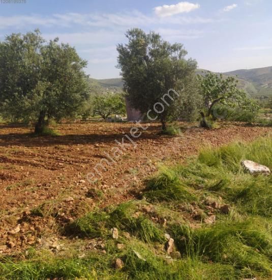 Şehitkamil Battal Satılık Zeytinlik  Battal - Şehitkamil Köyü'nde satılık arazi.Yola 200 metre mesafede