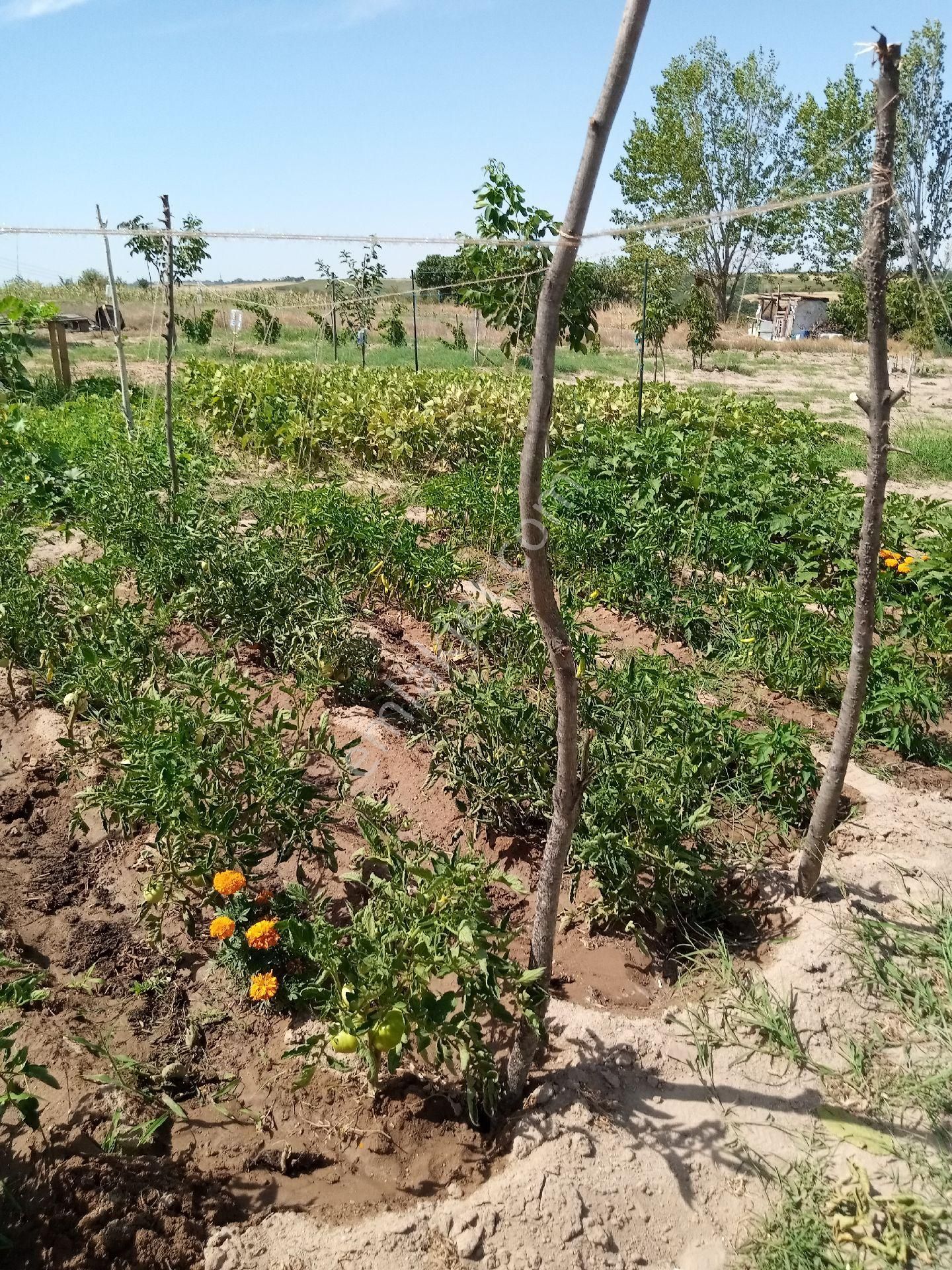 Uzunköprü Kırcasalih Bld. (Cumhuriyet) Satılık Bağ & Bahçe Kıssa Süreliğine Nakit Aciliyetinden