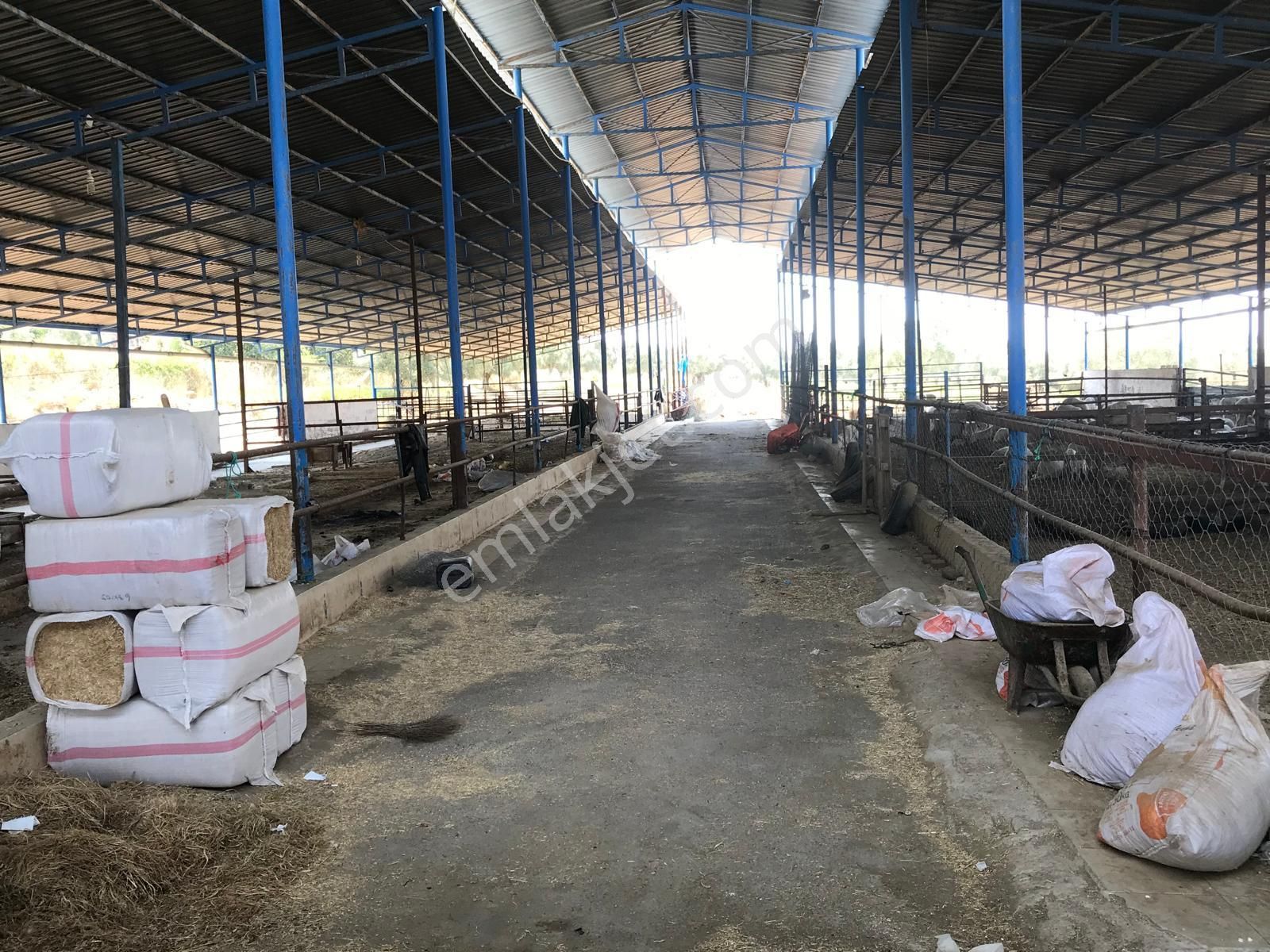 Egelimden Dualar Pirlibey Arası Satılık 20 Dönüm Çiftlik - Görsel 12