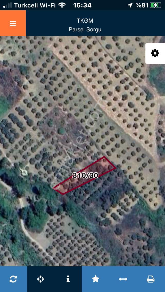 Şarköyde Işık Emlaktan Tepeköy Mah De 593 M2 Zeytinlik - Görsel 9