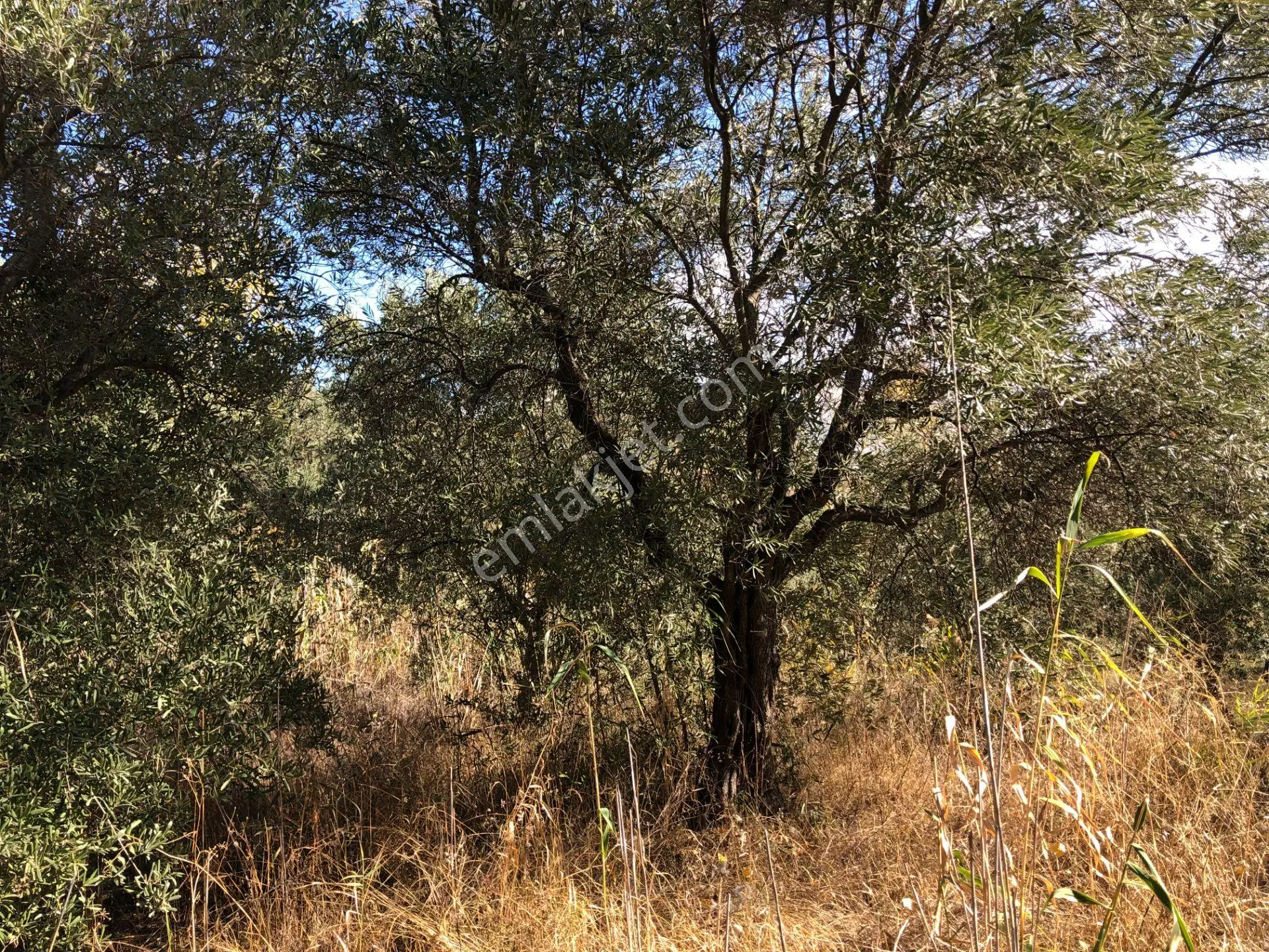Şarköyde Işık Emlaktan Tepeköy Mah De 593 M2 Zeytinlik - Görsel 5