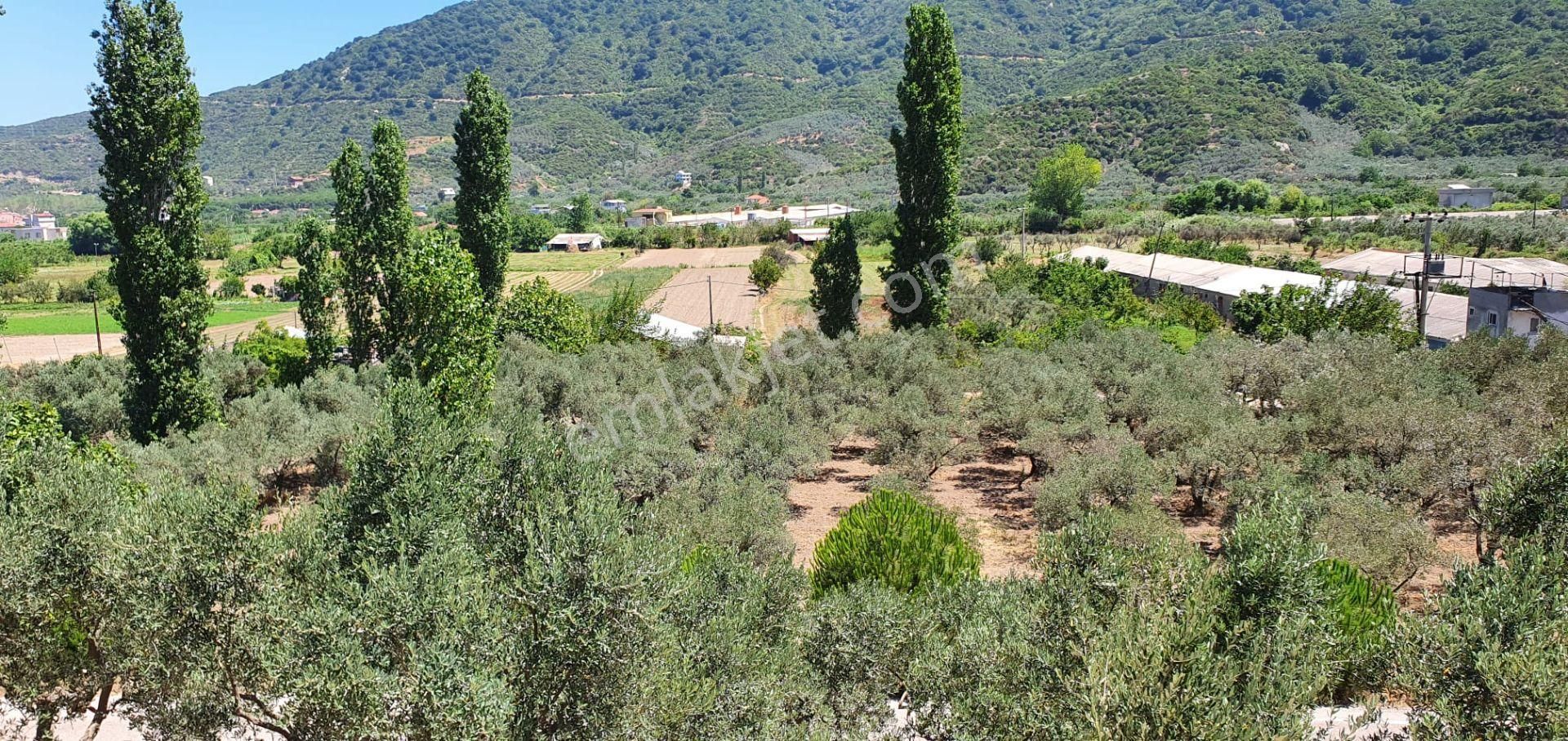 Erdek Turan Satılık Muhtelif Arsa ERDEK TURHANLARDA ACİL SATILIK ARSA 