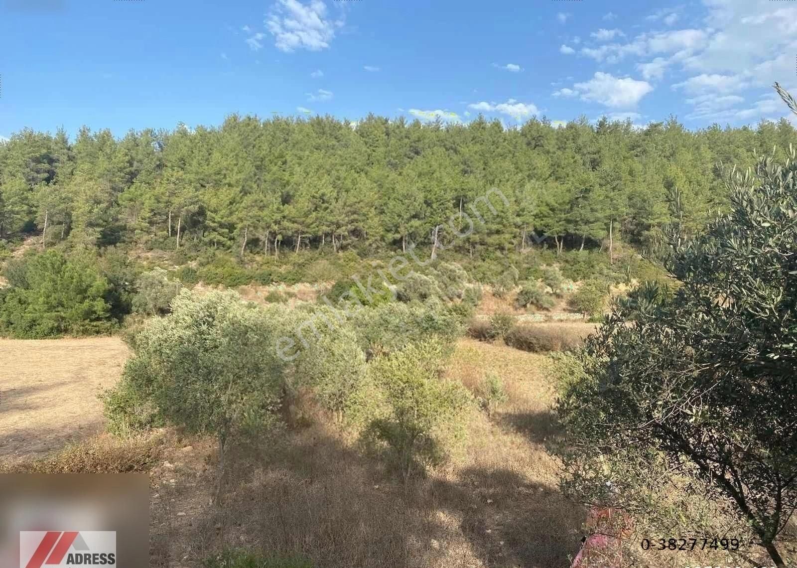 Milas Kuzyaka Mah. Yola Sıfır Satılık Tarla - Görsel 3