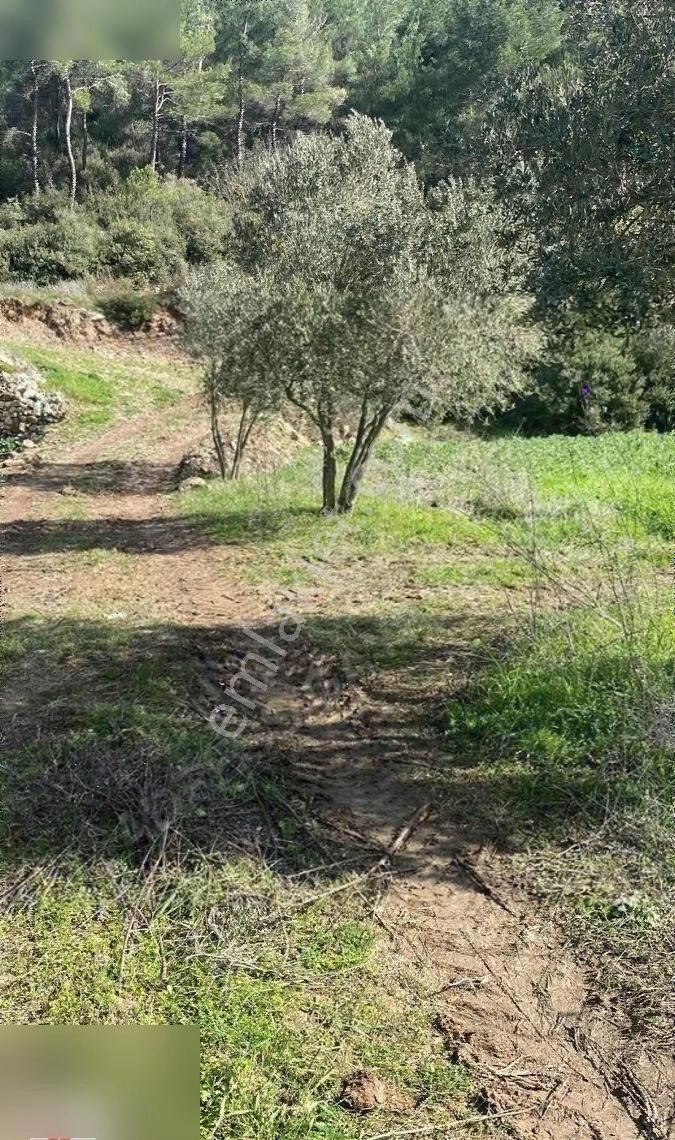 Milas Kuzyaka Mah. Yola Sıfır Satılık Tarla - Görsel 4