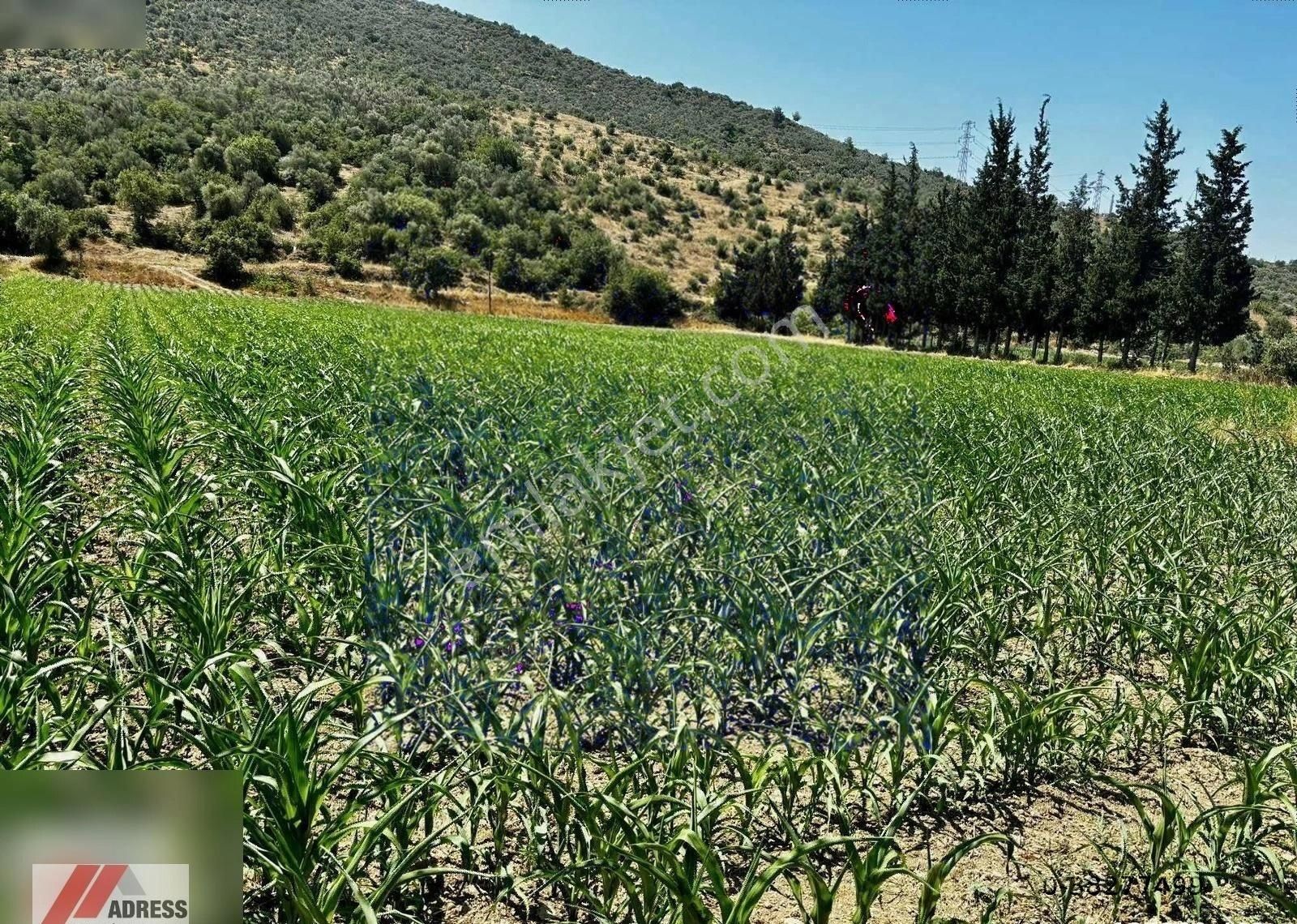 Milas-bodrum Anayoluna Sıfır Satılık Tarla - Görsel 5