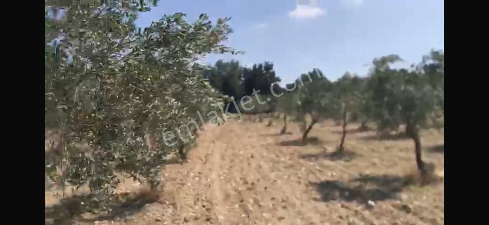Manisa Kırkağaç Çobanlarda Satılık 25.928 M2 Zeytinlik - Görsel 2