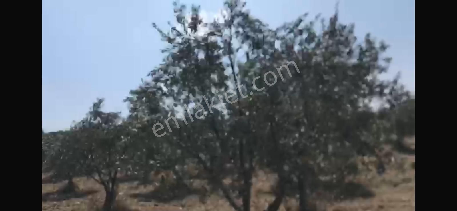 Manisa Kırkağaç Çobanlarda Satılık 25.928 M2 Zeytinlik - Görsel 3