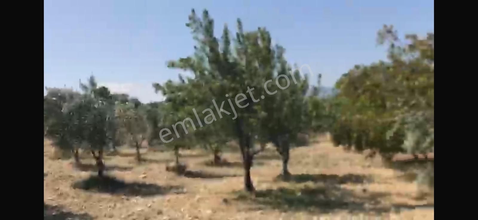 Manisa Kırkağaç Çobanlarda Satılık 25.928 M2 Zeytinlik - Görsel 6
