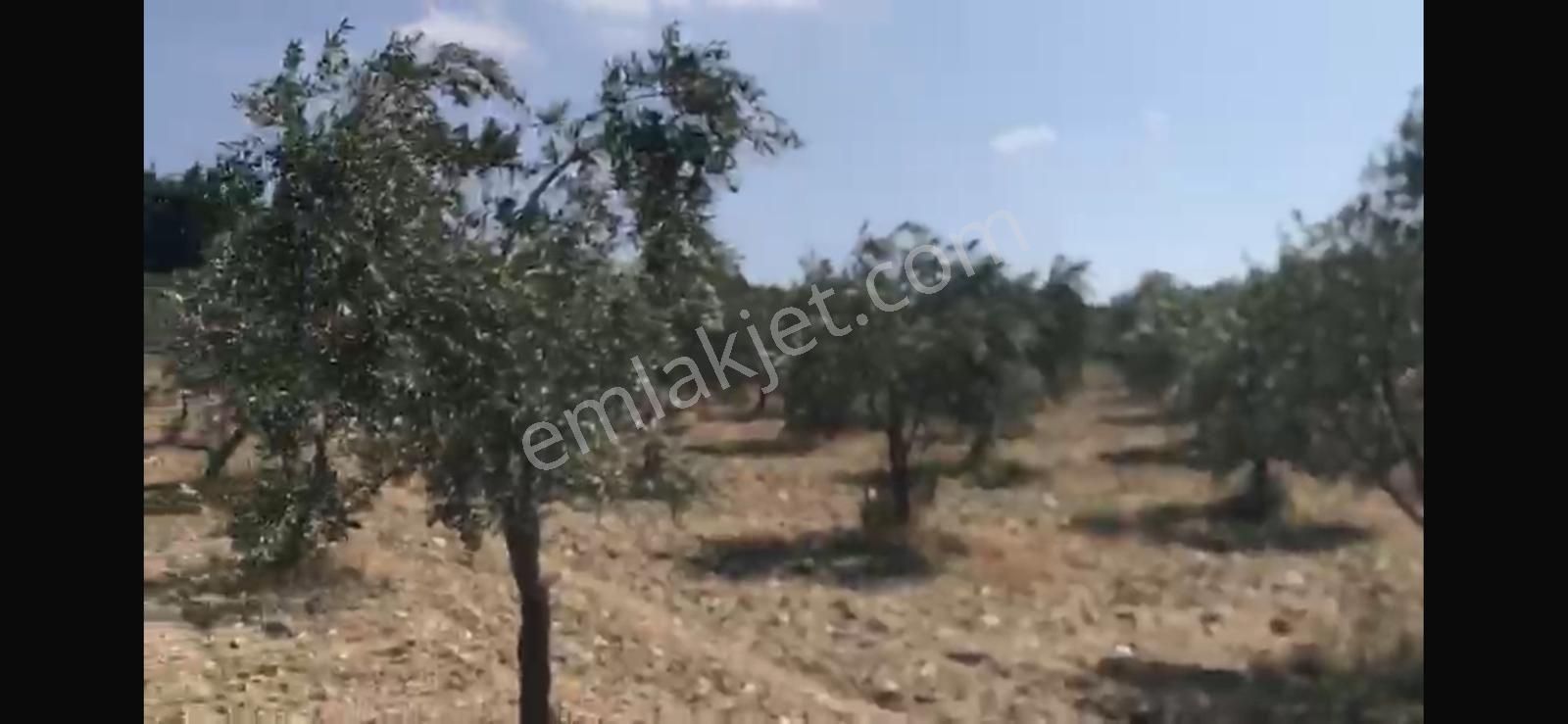 Manisa Kırkağaç Çobanlarda Satılık 25.928 M2 Zeytinlik - Görsel 4
