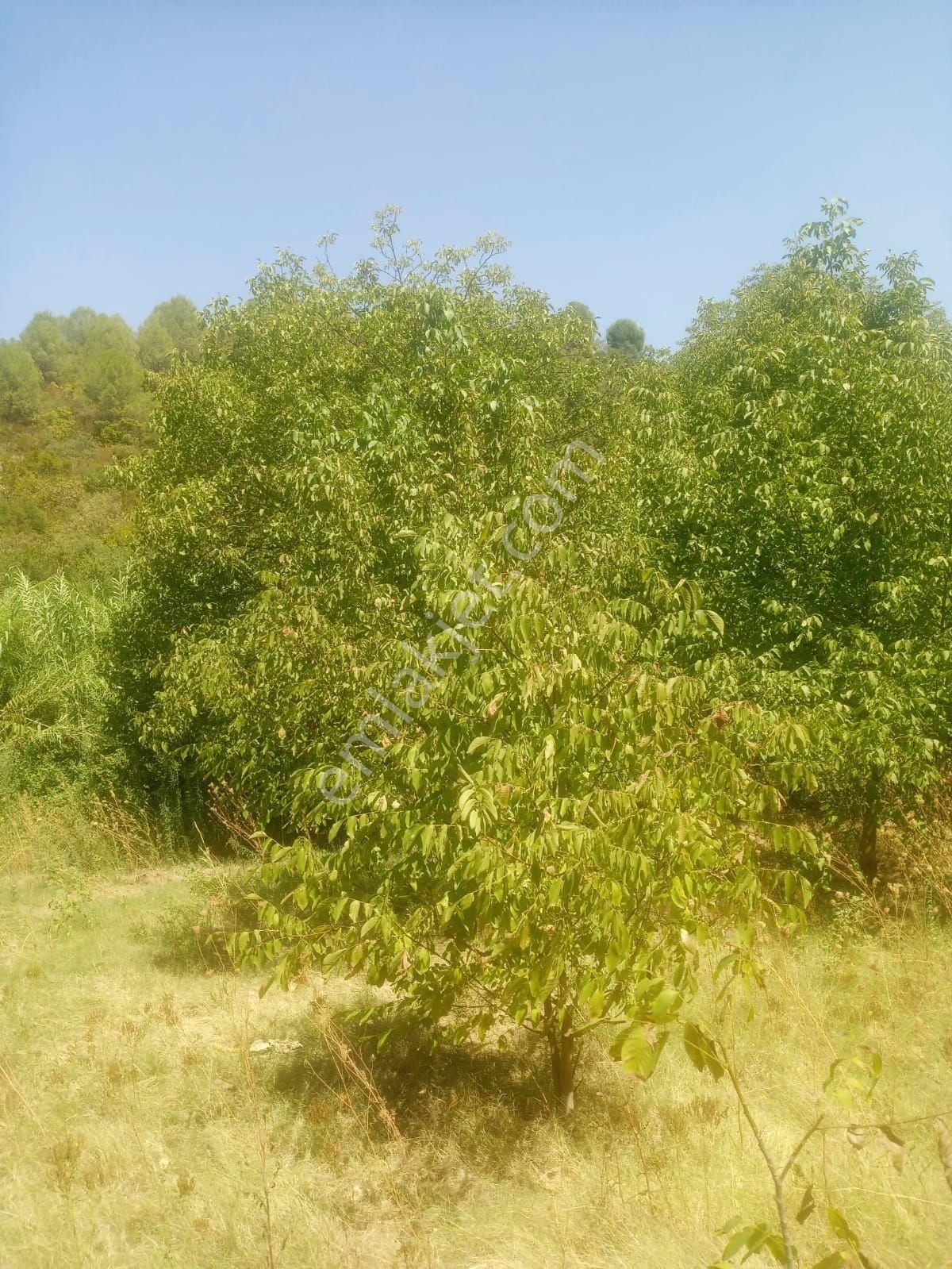 Bayındır Lütuflar Satılık Bağ & Bahçe Lütuflar Köyünde Cevizlik