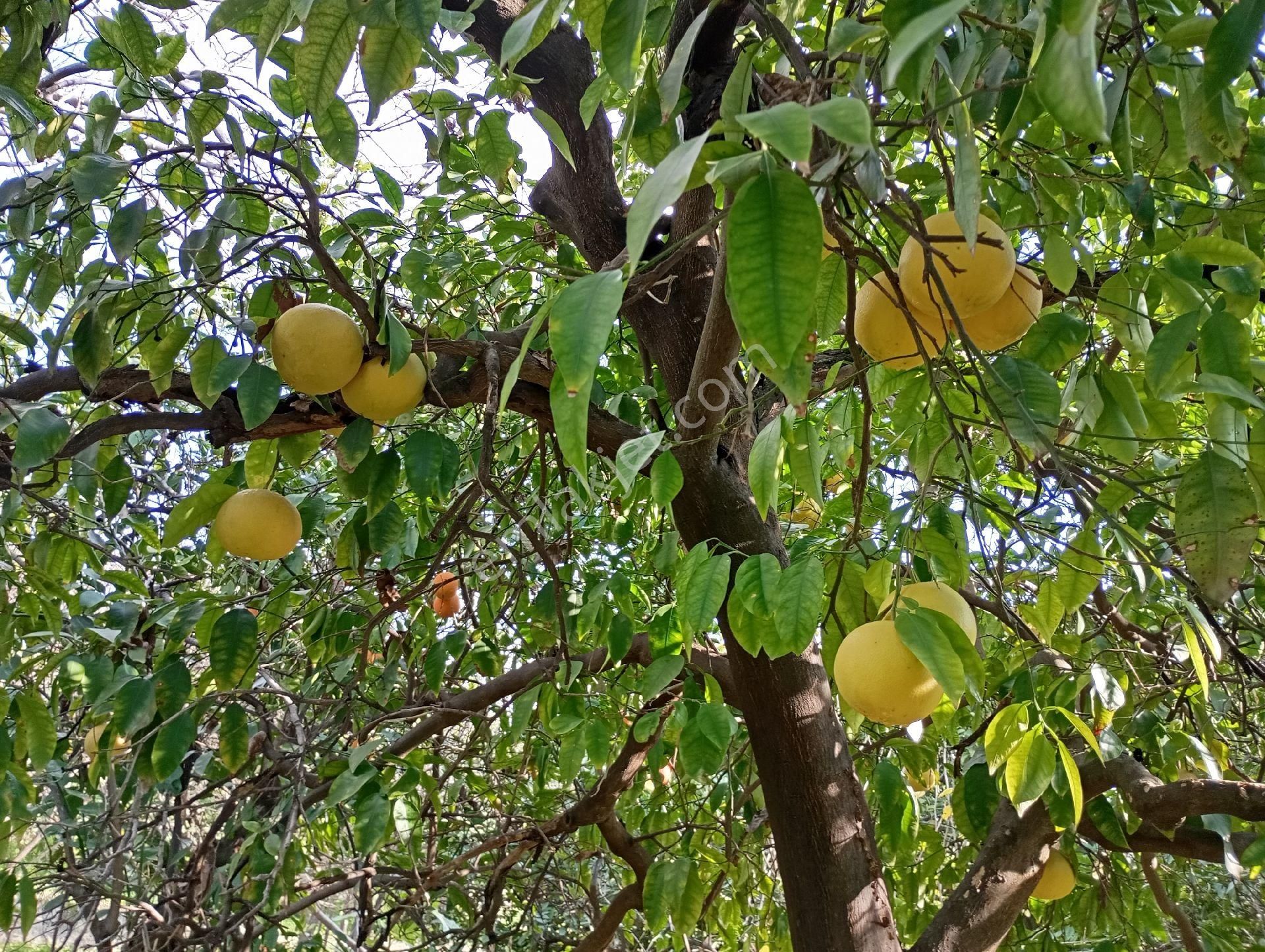 Kuyucak Beşeylül Merkez Satılık Tarla Arsa Niyetine Portakallık