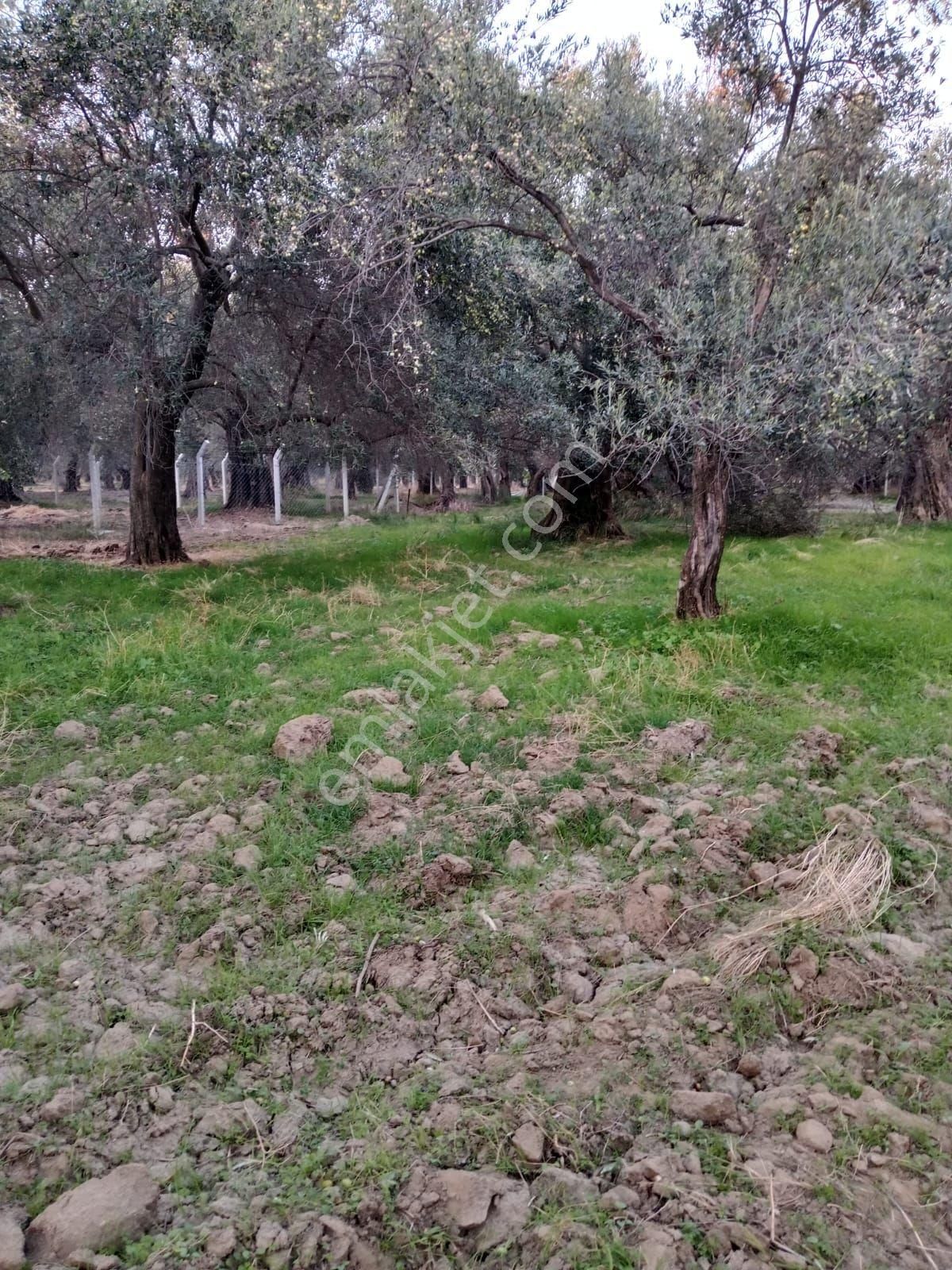 Havran Ebubekir Satılık Zeytinlik Imar Dibi Yol Cepelı Satılık Zeytinlik Yüksel Hudut Emlak