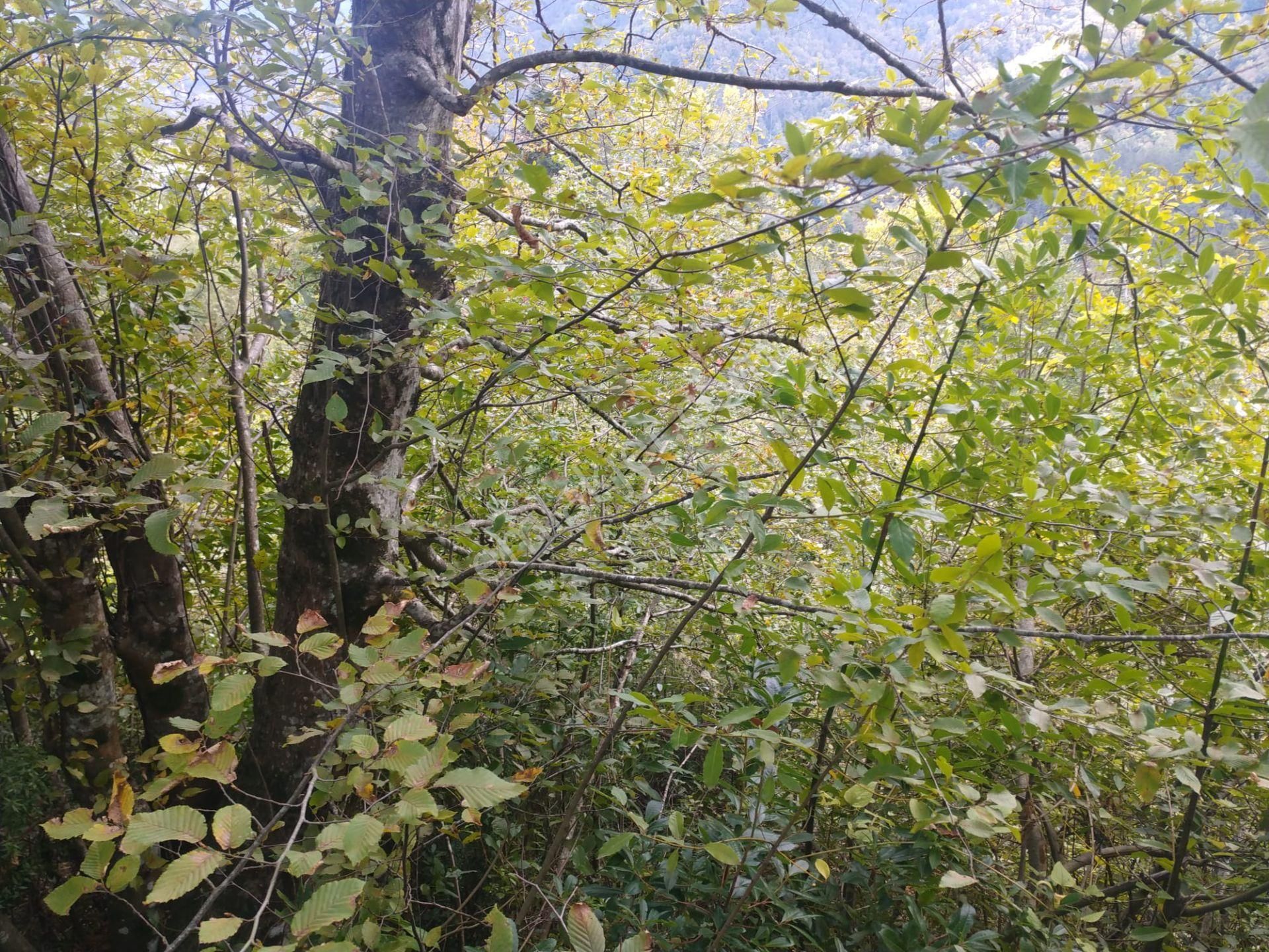 Sahibinden Satılık Müstakil Tapulu Yolu Olan Arsa - Görsel 19