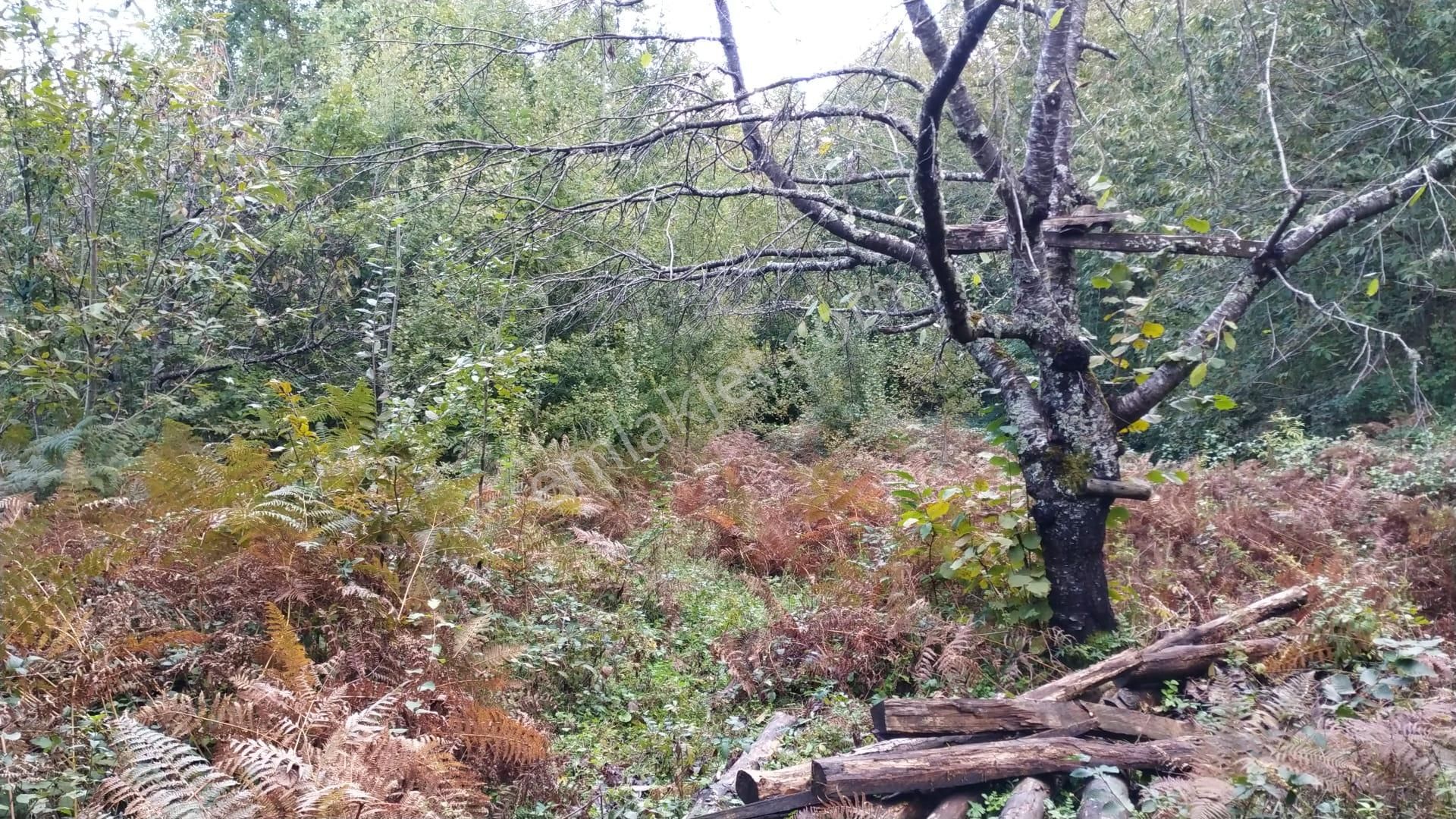 Ayancık Gölköy Köyü (Demirci) Satılık Bağ & Bahçe  Sahibinden Müstakil Tapulu Köy İçinde Yolu Olan Satılık Arsa