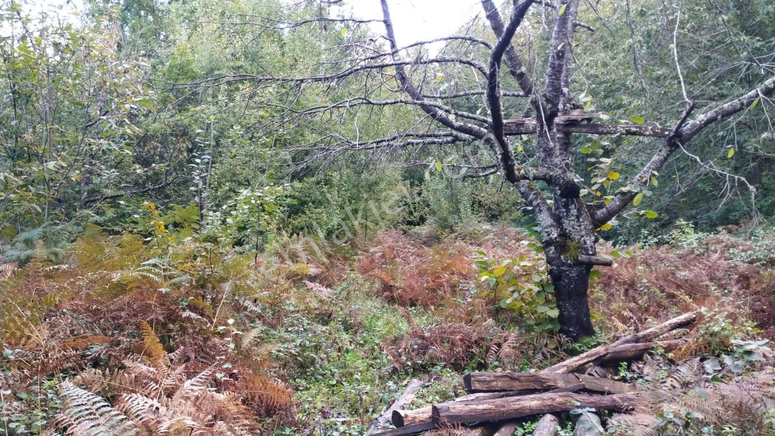 Sahibinden Müstakil Tapulu Köy İçinde Yolu Olan Satılık Arsa - Görsel 18