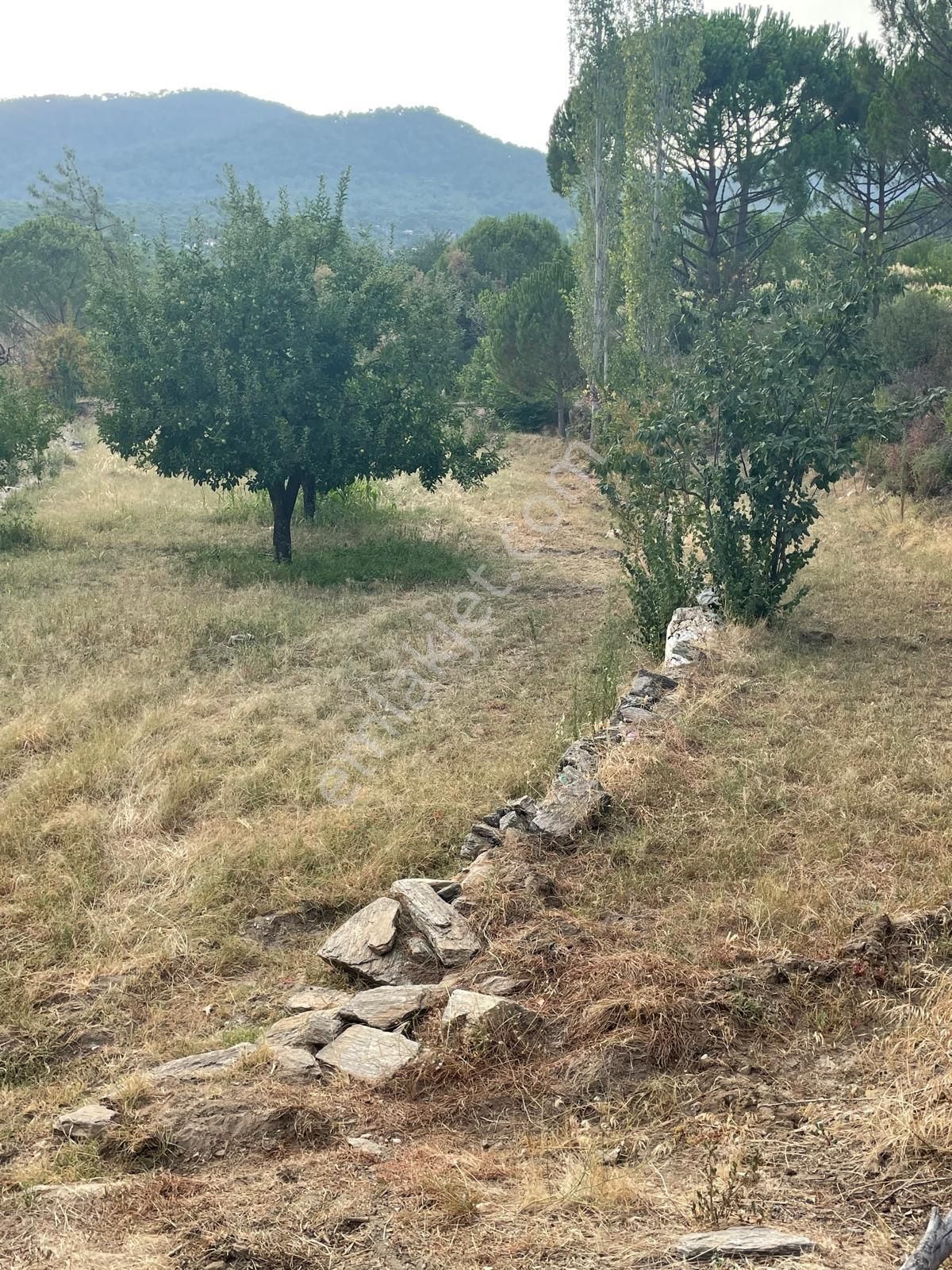 Bozdoğan Altıntaş Satılık Bağ & Bahçe Egelimden Bozdoğan Altıntaş Mevki 1500 M2 Satılık Bahçe