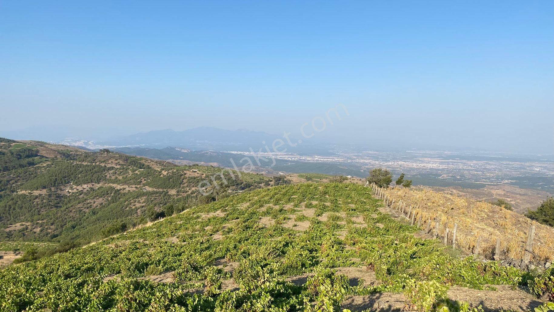 Menderes Efemçukuru Satılık Tarla Sahibinden Üzüm Bağı