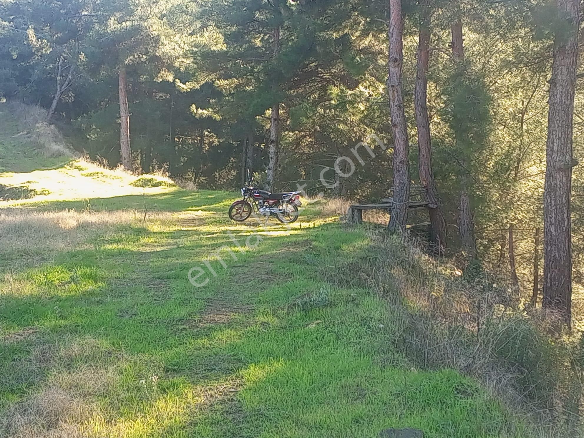 Egelimden Bozdoğan Altıntaş Mevki 2914 M2 Satılık Bahçe - Görsel 14