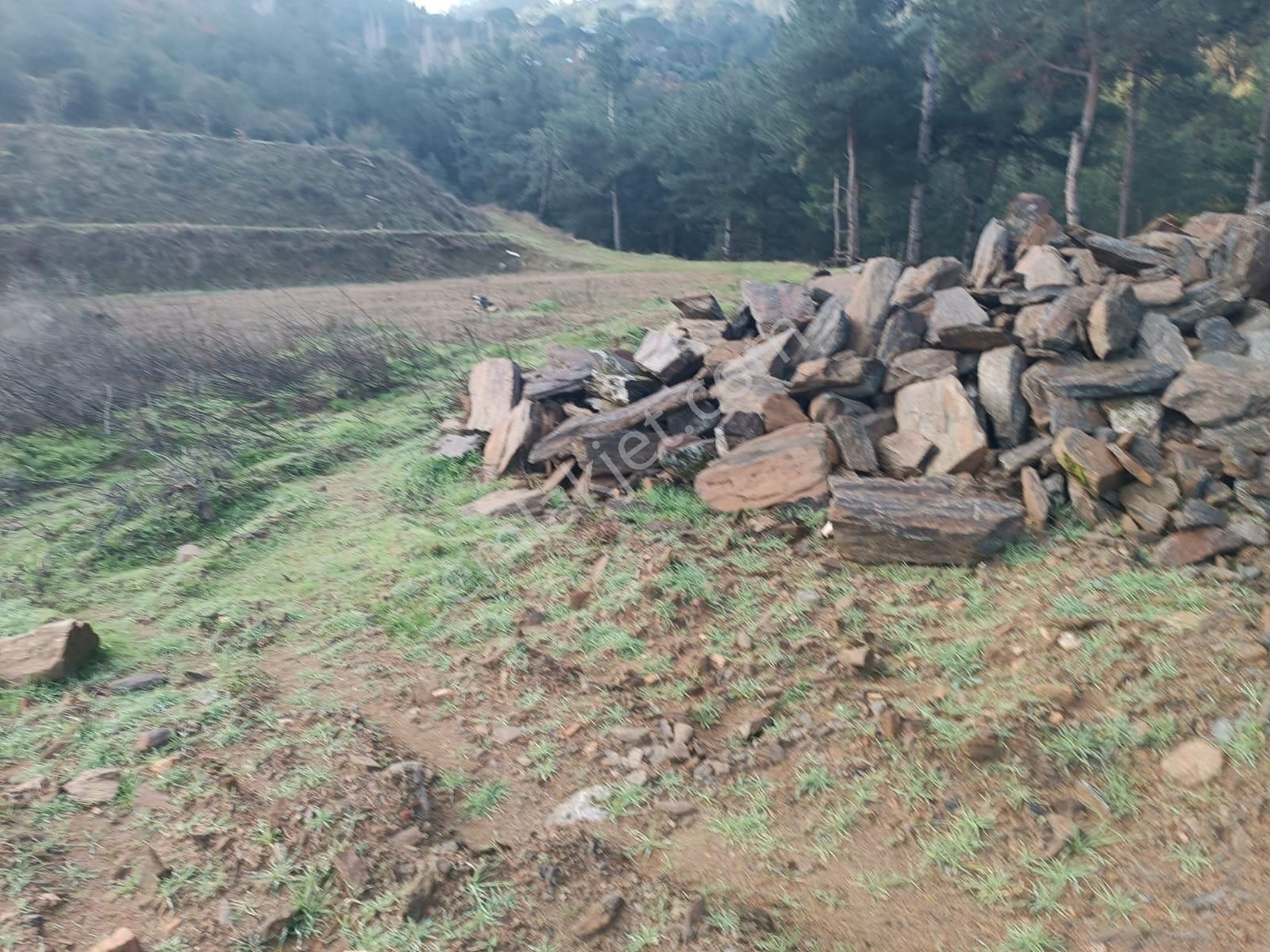 Egelimden Bozdoğan Altıntaş Mevki 2914 M2 Satılık Bahçe - Görsel 13