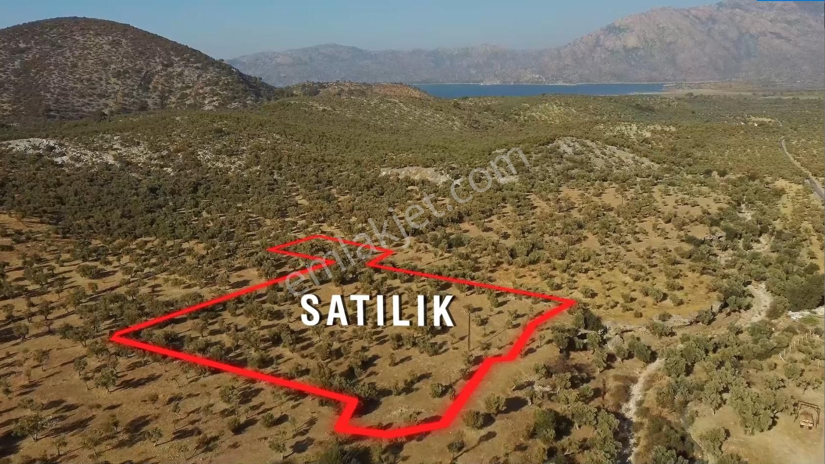 Milas Pınarcık Satılık Zeytinlik Milas Pınarcıkta Bodrum Yoluna 200 Metre Mesafede Satılık Zeytinlik