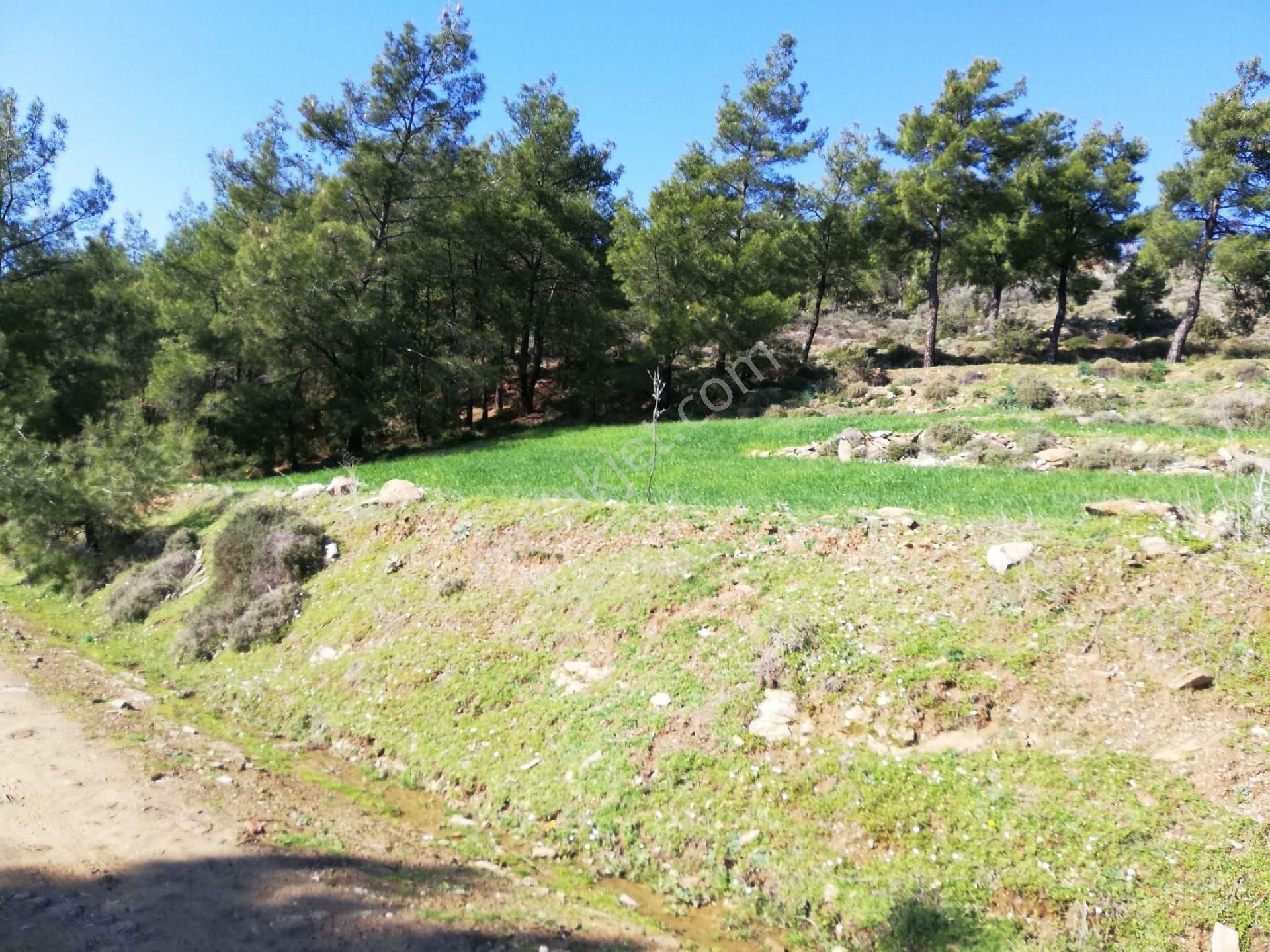 Milas Alaçam Köyünde Satılık Tarla - Görsel 2