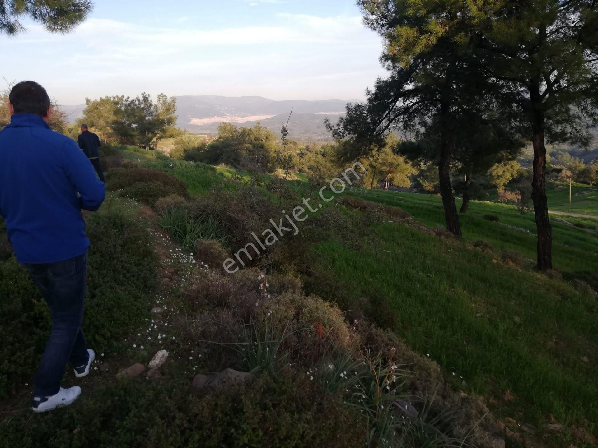 Milas Alaçam Köyünde Satılık Tarla - Görsel 3