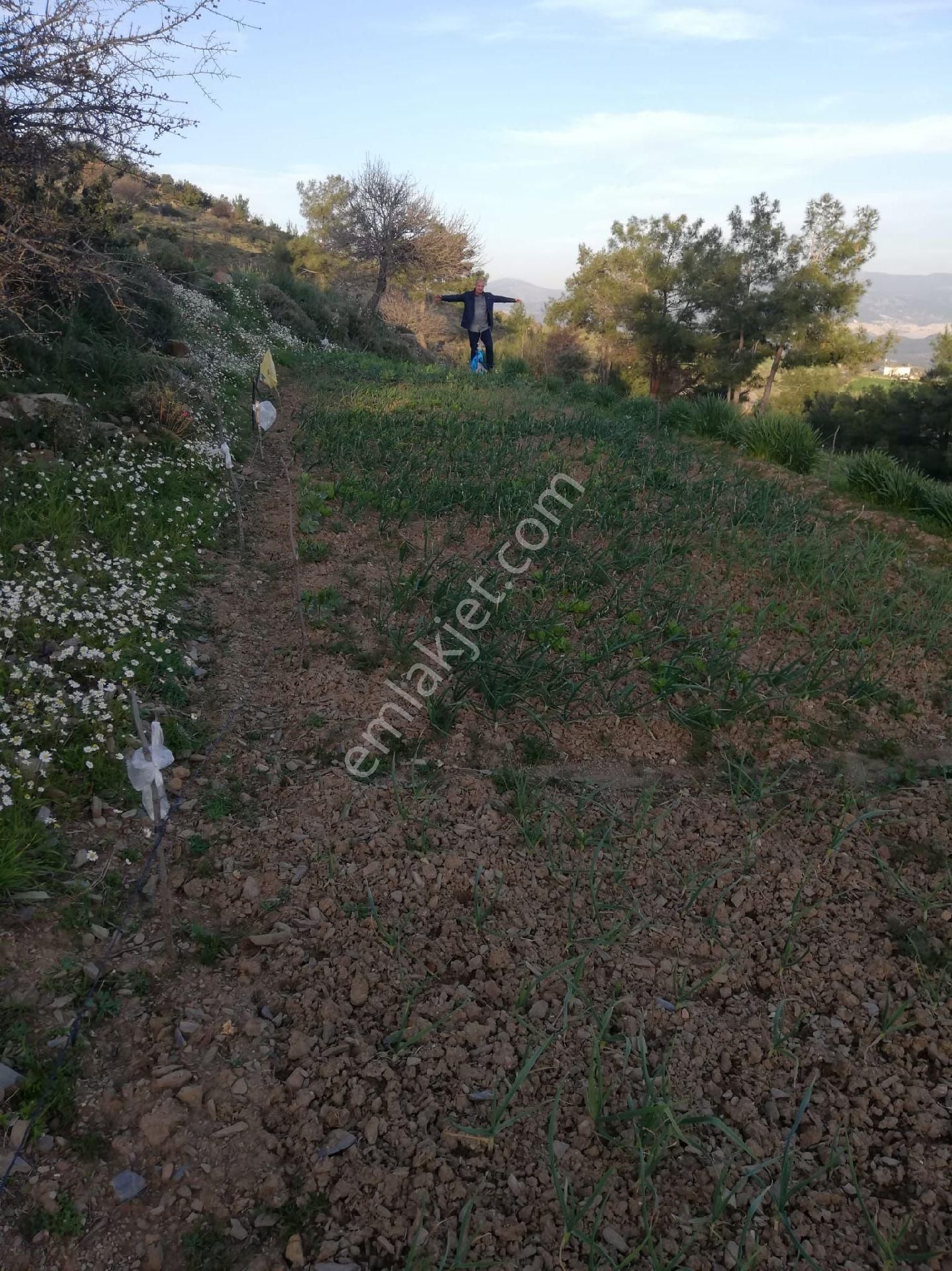 Milas Alaçam Köyünde Satılık Tarla - Görsel 4