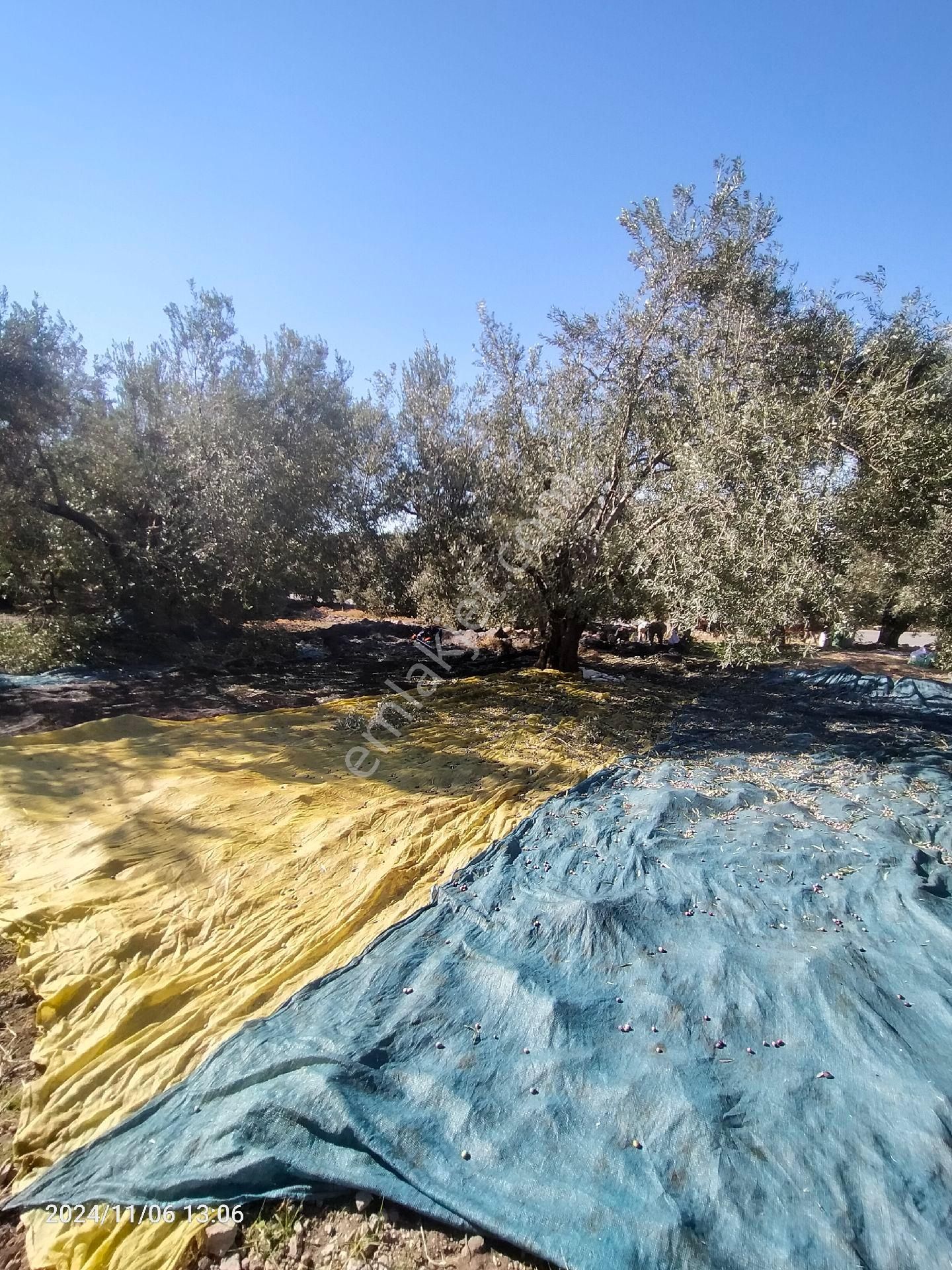 Saadet Korkmaz Emlak'tan Bademli Yoluda Full Deniz Manzaralı Satılık Zeytinli Tarla - Görsel 18