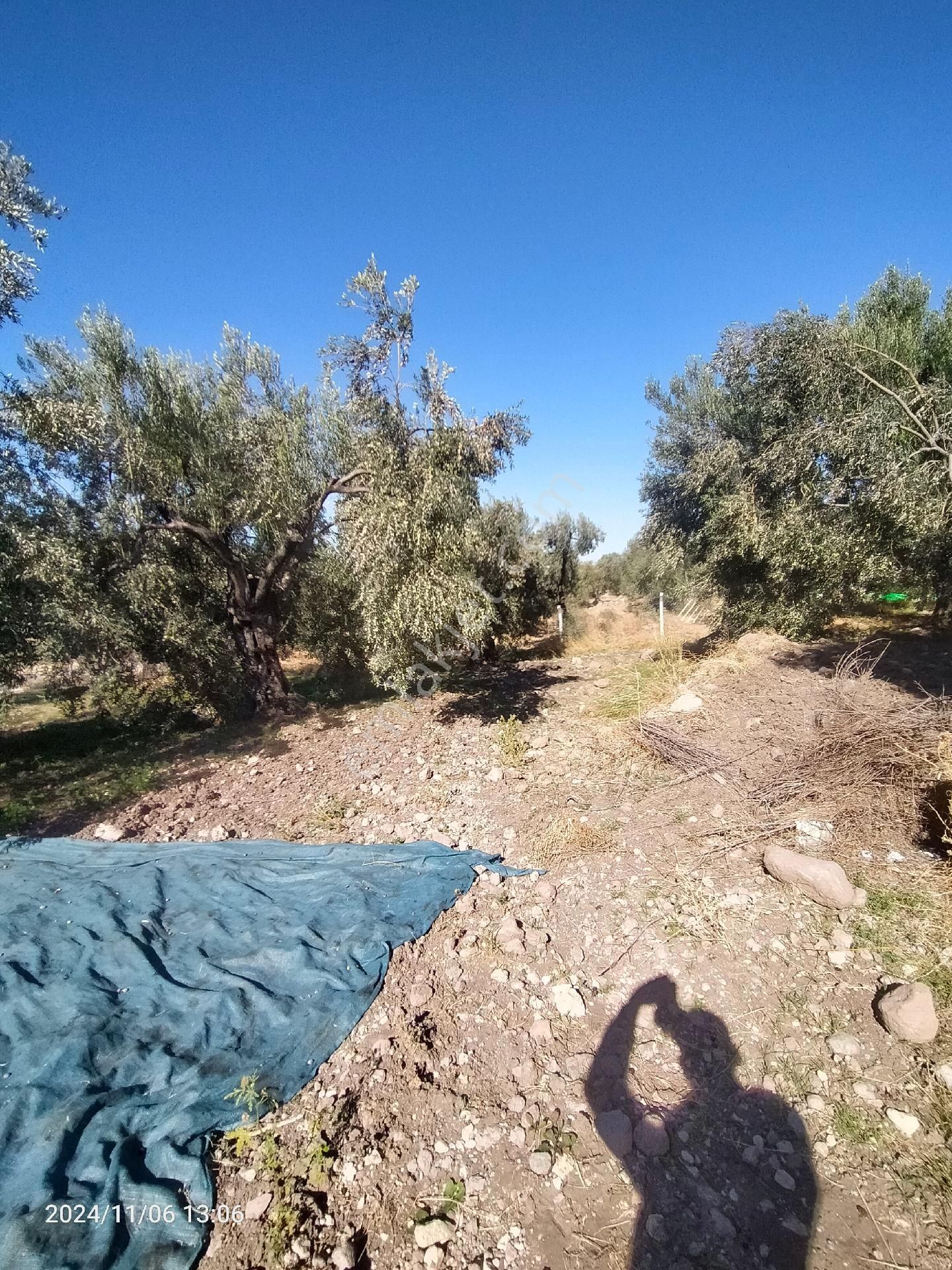 Saadet Korkmaz Emlak'tan Bademli Yoluda Full Deniz Manzaralı Satılık Zeytinli Tarla - Görsel 17