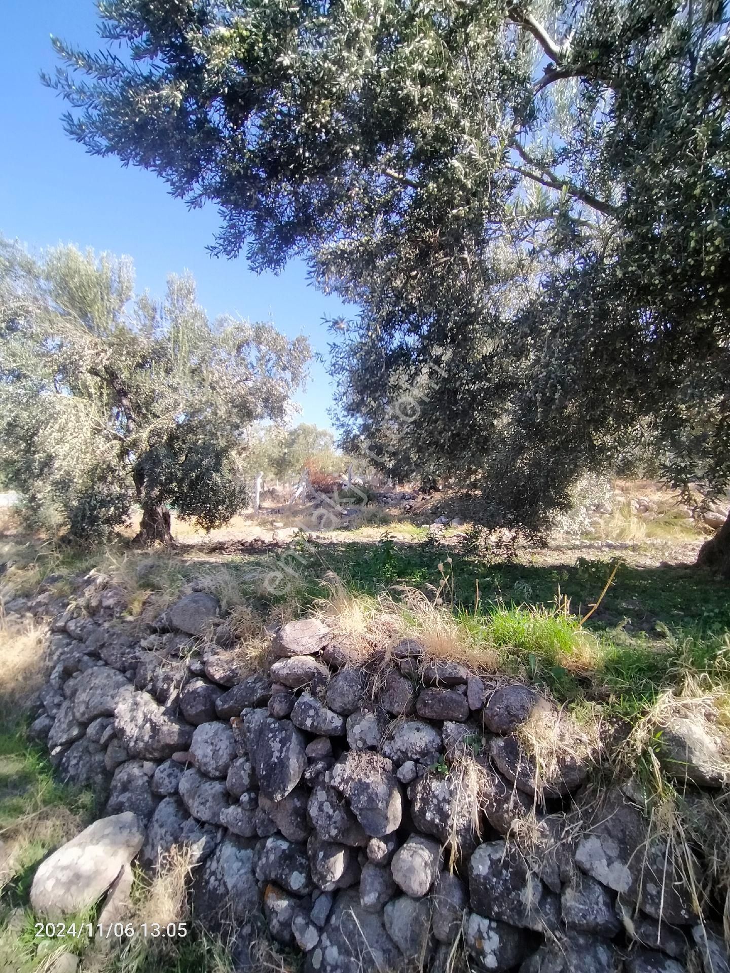 Saadet Korkmaz Emlak'tan Bademli Yoluda Full Deniz Manzaralı Satılık Zeytinli Tarla - Görsel 13
