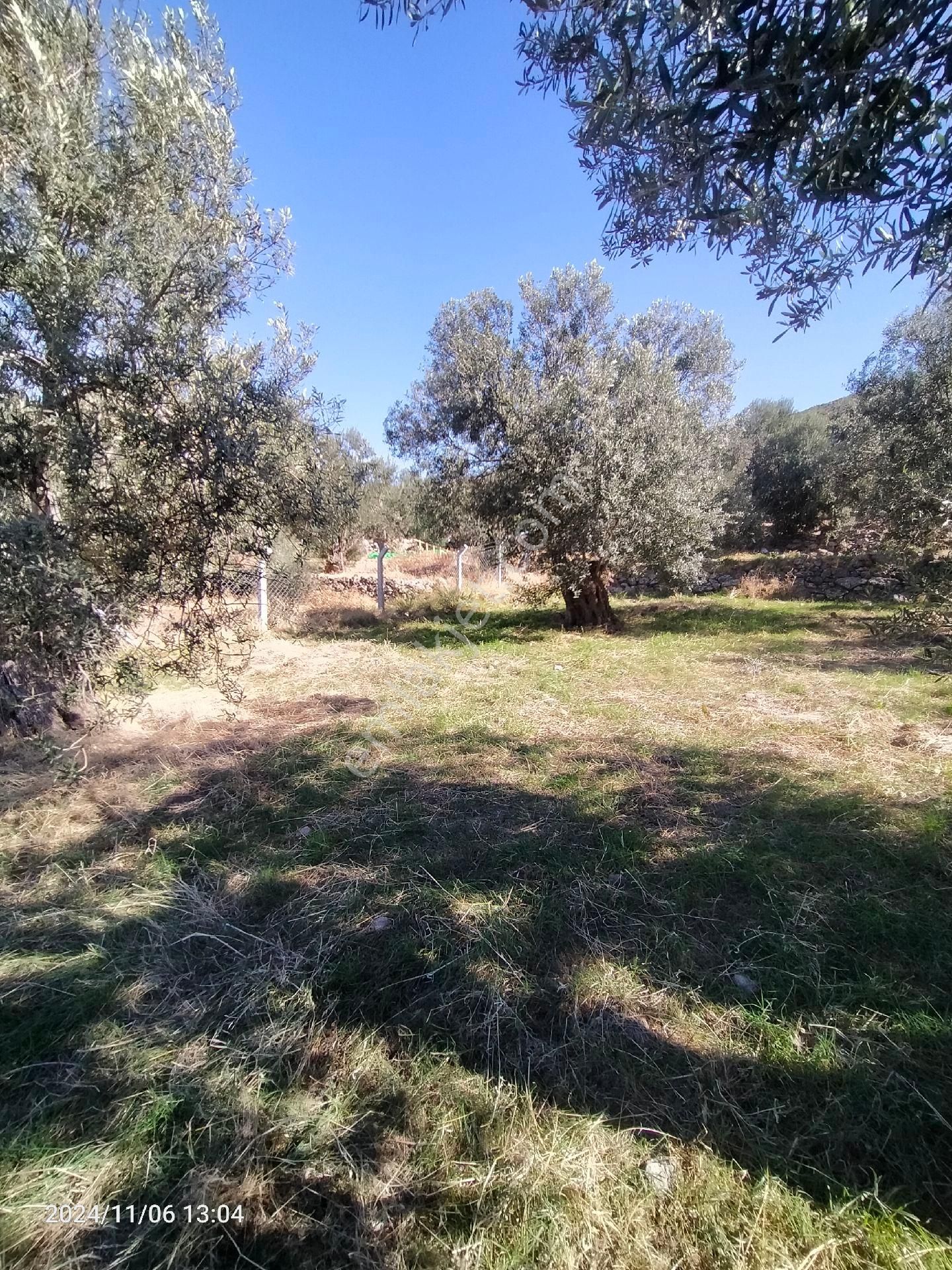 Saadet Korkmaz Emlak'tan Bademli Yoluda Full Deniz Manzaralı Satılık Zeytinli Tarla - Görsel 4