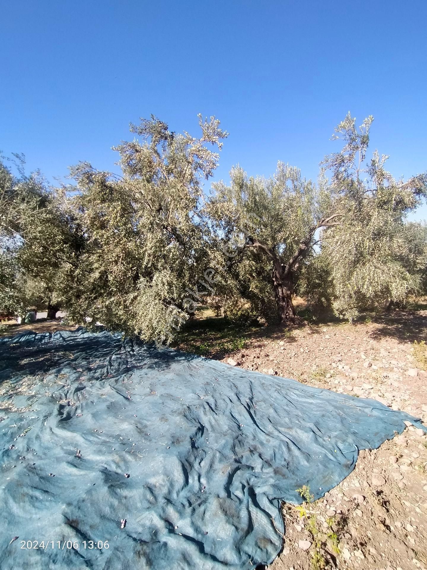 Saadet Korkmaz Emlak'tan Bademli Yoluda Full Deniz Manzaralı Satılık Zeytinli Tarla - Görsel 16