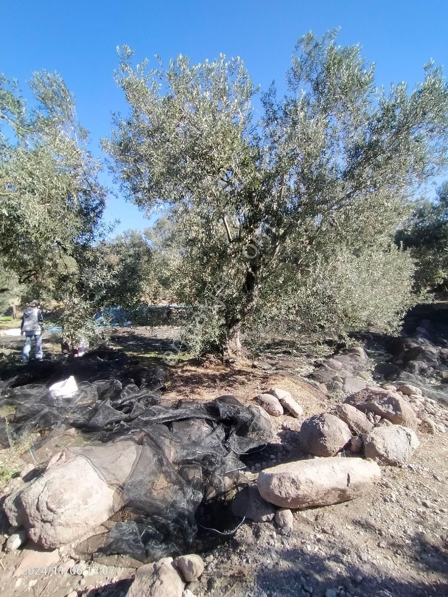 Saadet Korkmaz Emlak'tan Bademli Yoluda Full Deniz Manzaralı Satılık Zeytinli Tarla - Görsel 24