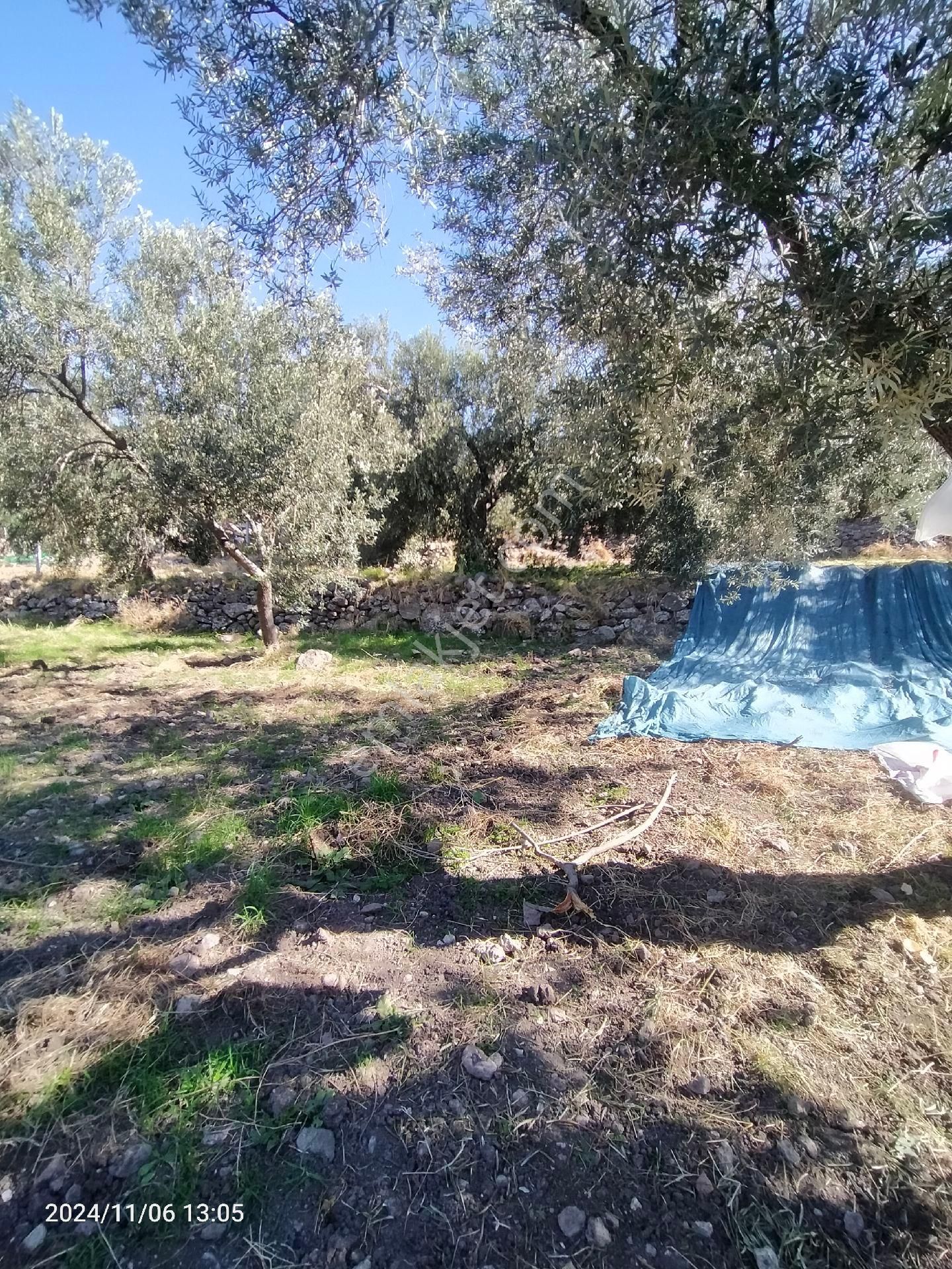 Saadet Korkmaz Emlak'tan Bademli Yoluda Full Deniz Manzaralı Satılık Zeytinli Tarla - Görsel 12