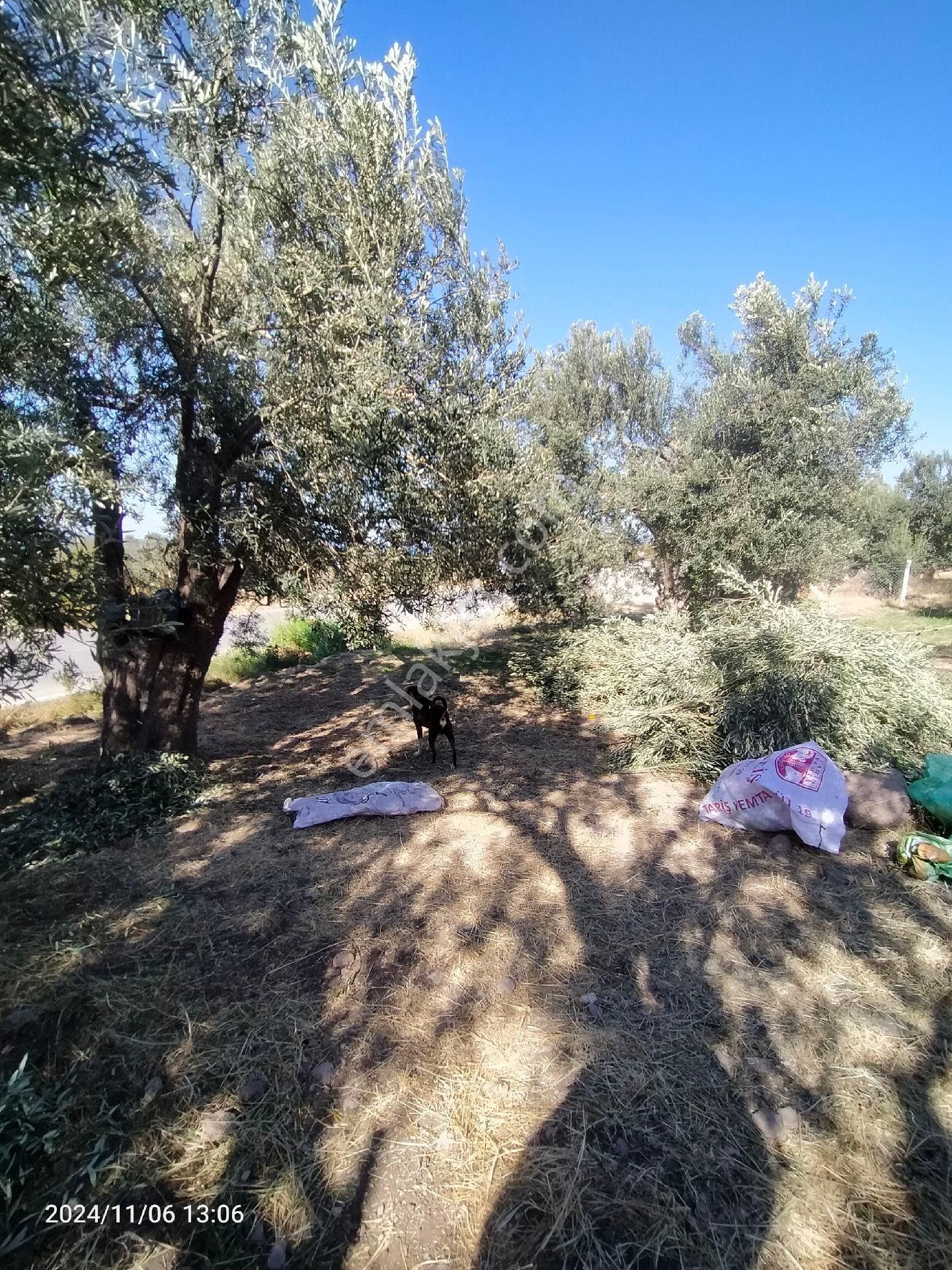 Saadet Korkmaz Emlak'tan Bademli Yoluda Full Deniz Manzaralı Satılık Zeytinli Tarla - Görsel 22