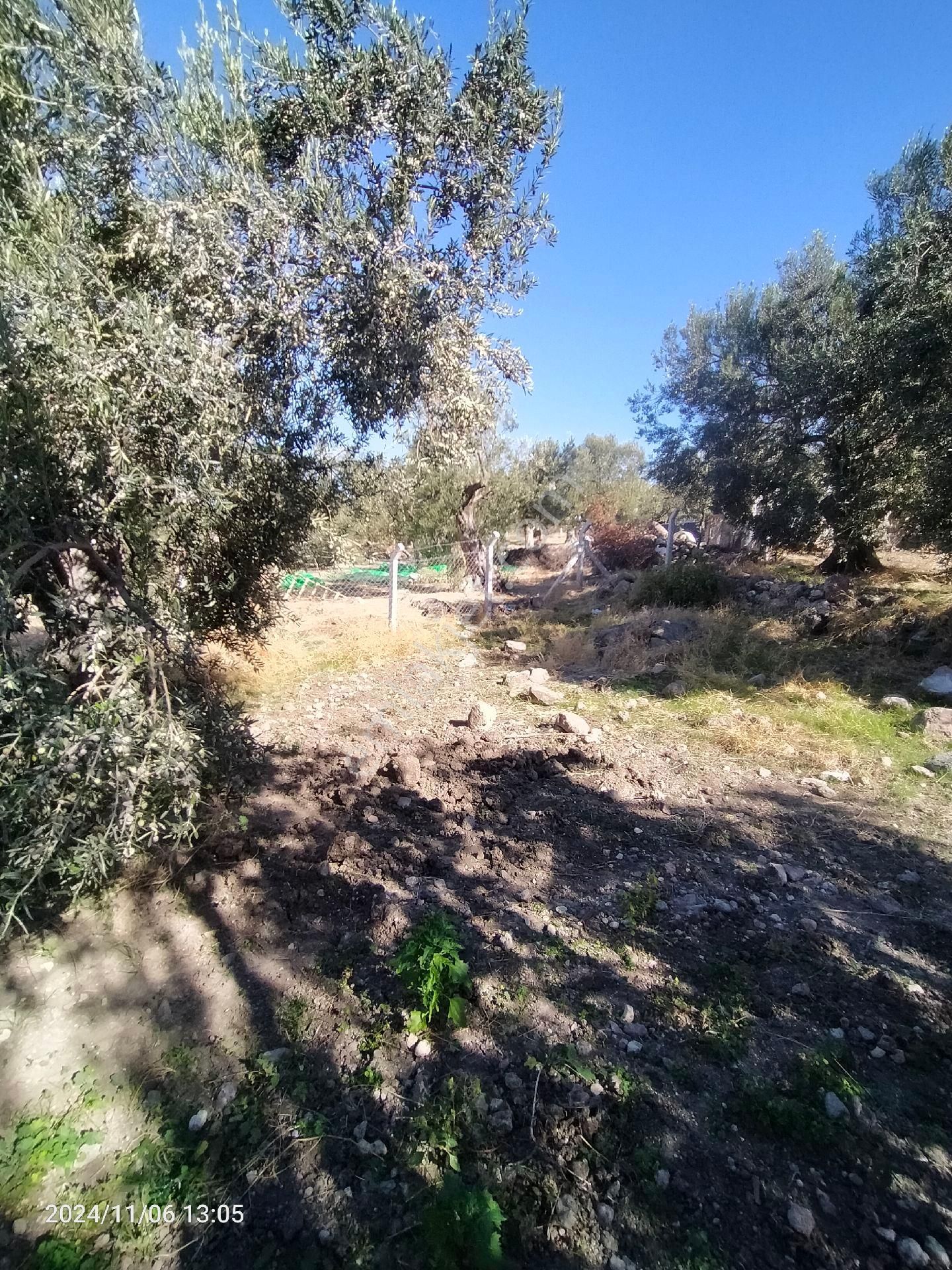 Saadet Korkmaz Emlak'tan Bademli Yoluda Full Deniz Manzaralı Satılık Zeytinli Tarla - Görsel 15