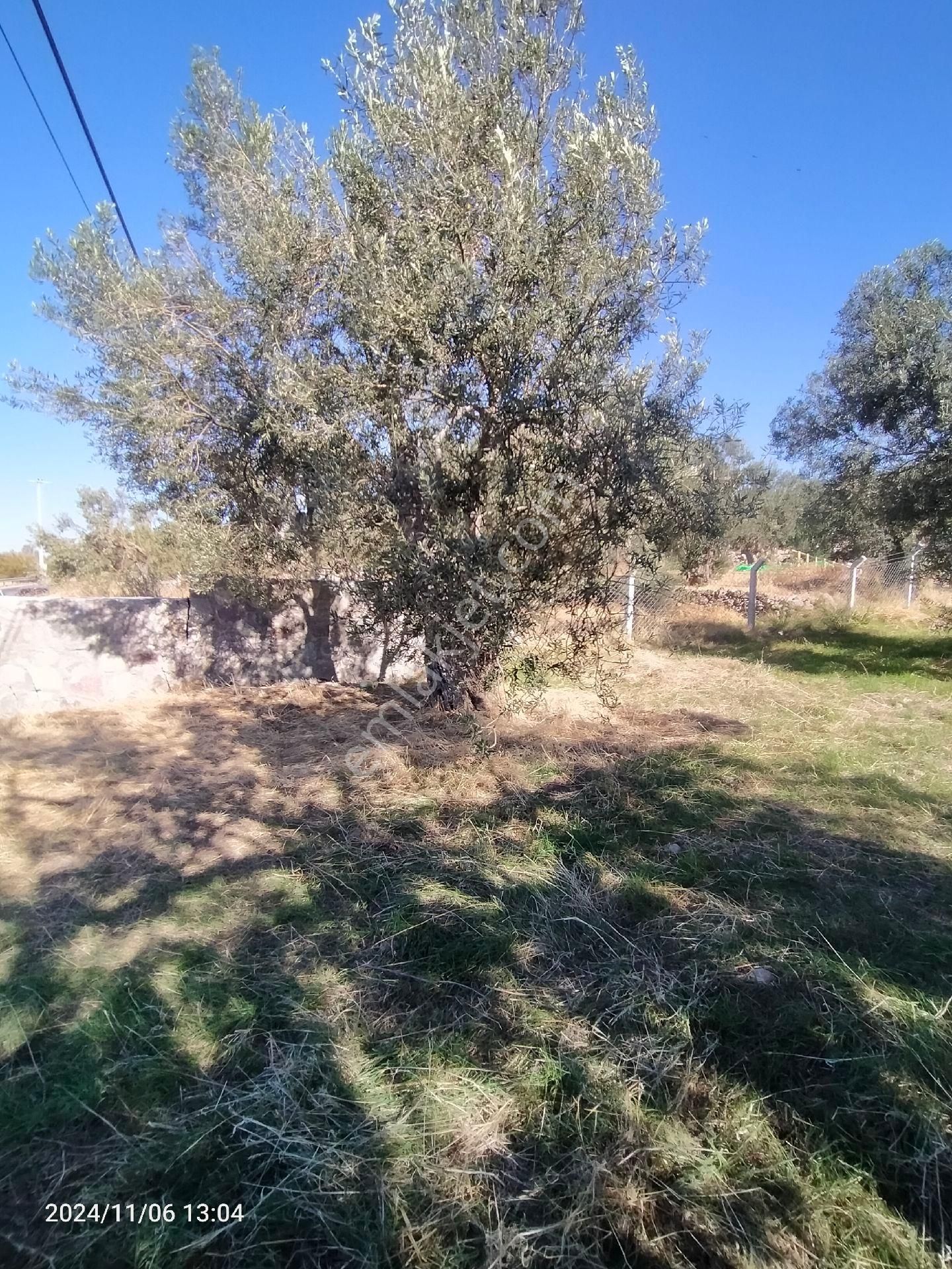 Saadet Korkmaz Emlak'tan Bademli Yoluda Full Deniz Manzaralı Satılık Zeytinli Tarla - Görsel 3