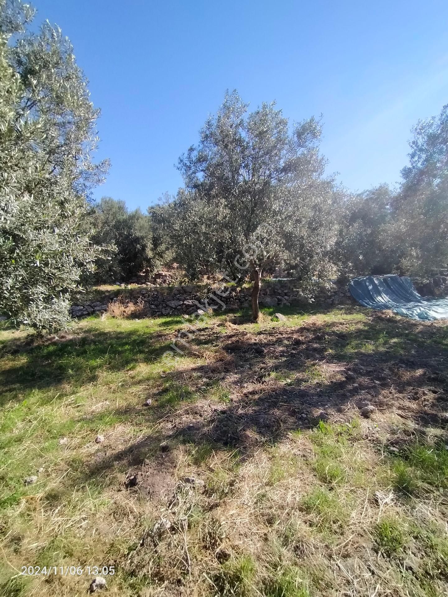 Saadet Korkmaz Emlak'tan Bademli Yoluda Full Deniz Manzaralı Satılık Zeytinli Tarla - Görsel 11