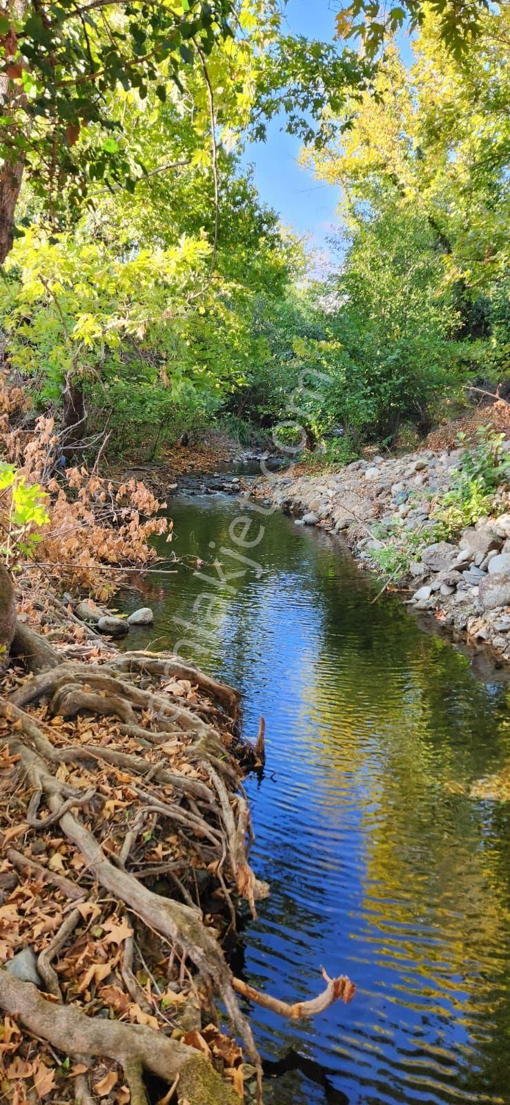 Havran Kalabak Satılık Zeytinlik DERE KENARI YOLU SUYU OLAN ZEYTINLIK SATILIK YÜKSEL HUDUT EMLAK.TAN