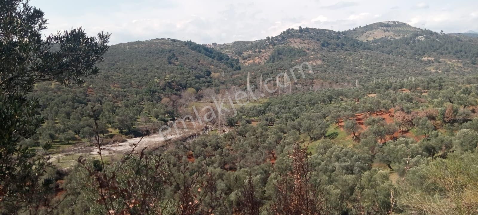 Havran Kalabak Satılık Zeytinlik IMAR DIBI KÖY CİVARİ KÖRFEZ MANZARALI YOL CEPELI SATILIK ZEYTİNLİK YÜKSEL HUDUT EMLAKTAN SATILIK