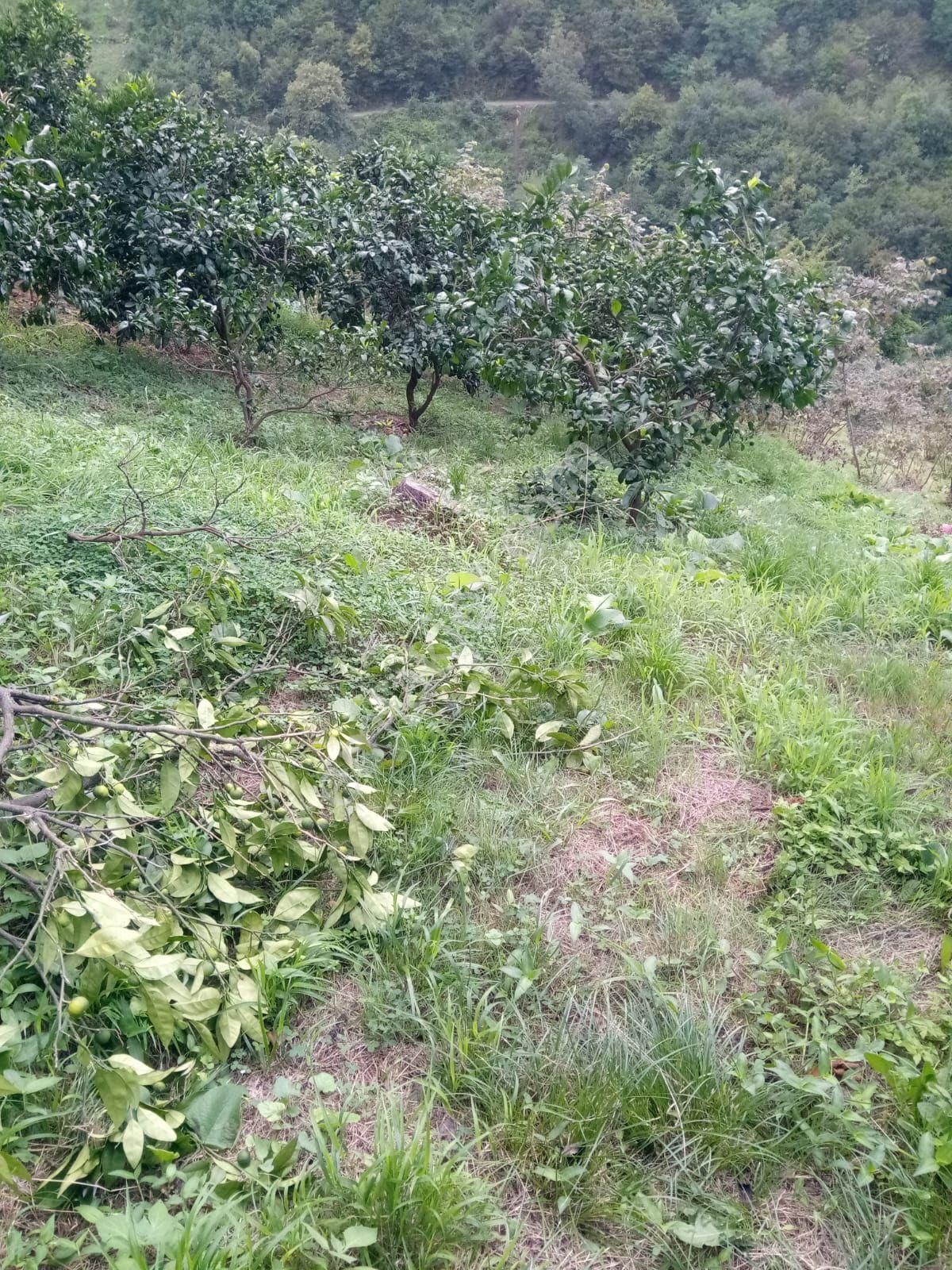 Akçaabat Mersin' De Deniz Manzaralı Satılık 8137 M2 Arazi Ve Müstakil Ev - Görsel 16